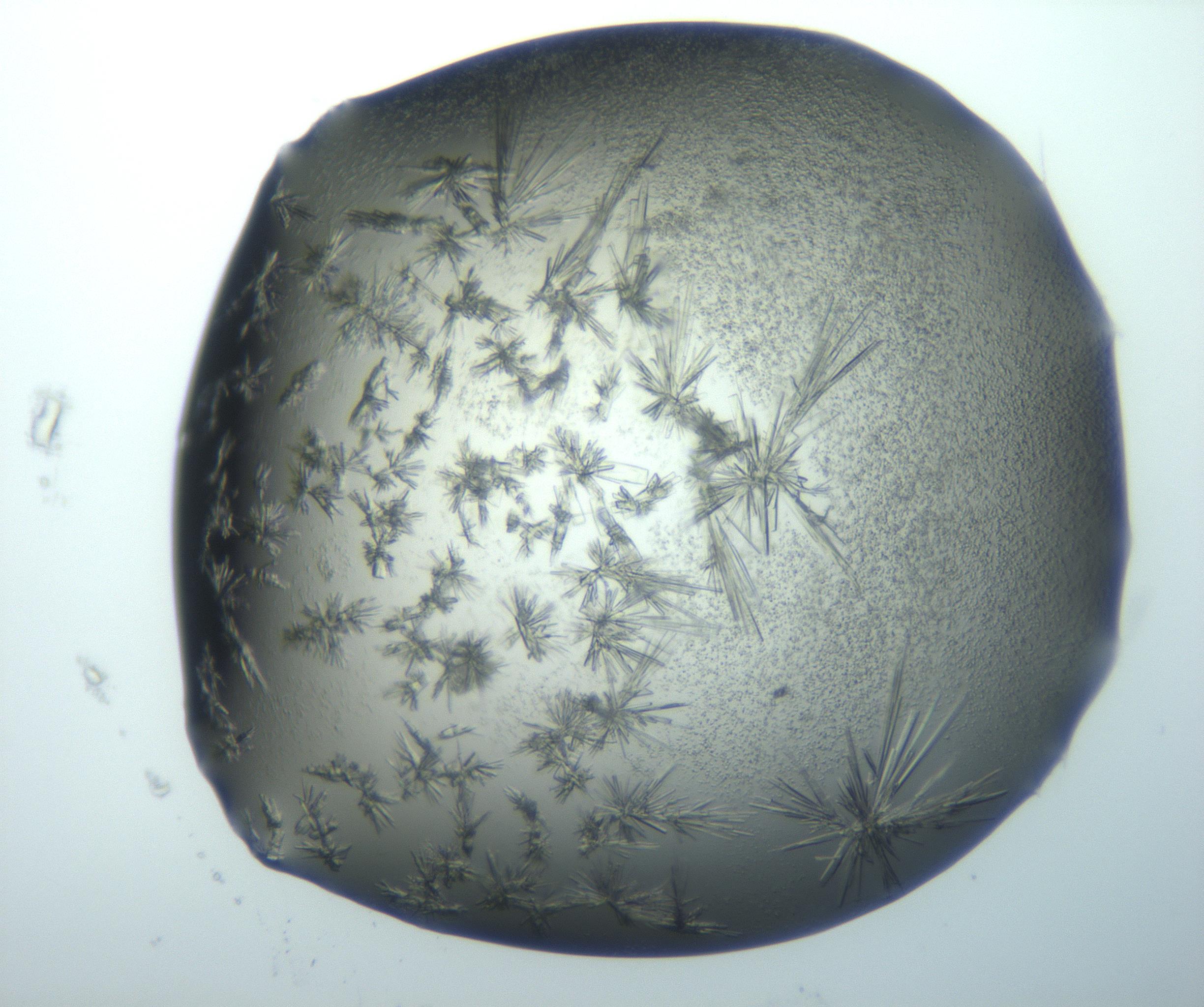 RI01_03_000_0212_Proj1_Clon1_MC_0000MC103026_002_161121_06_06_02_00_99_002_001_RAI.jpg