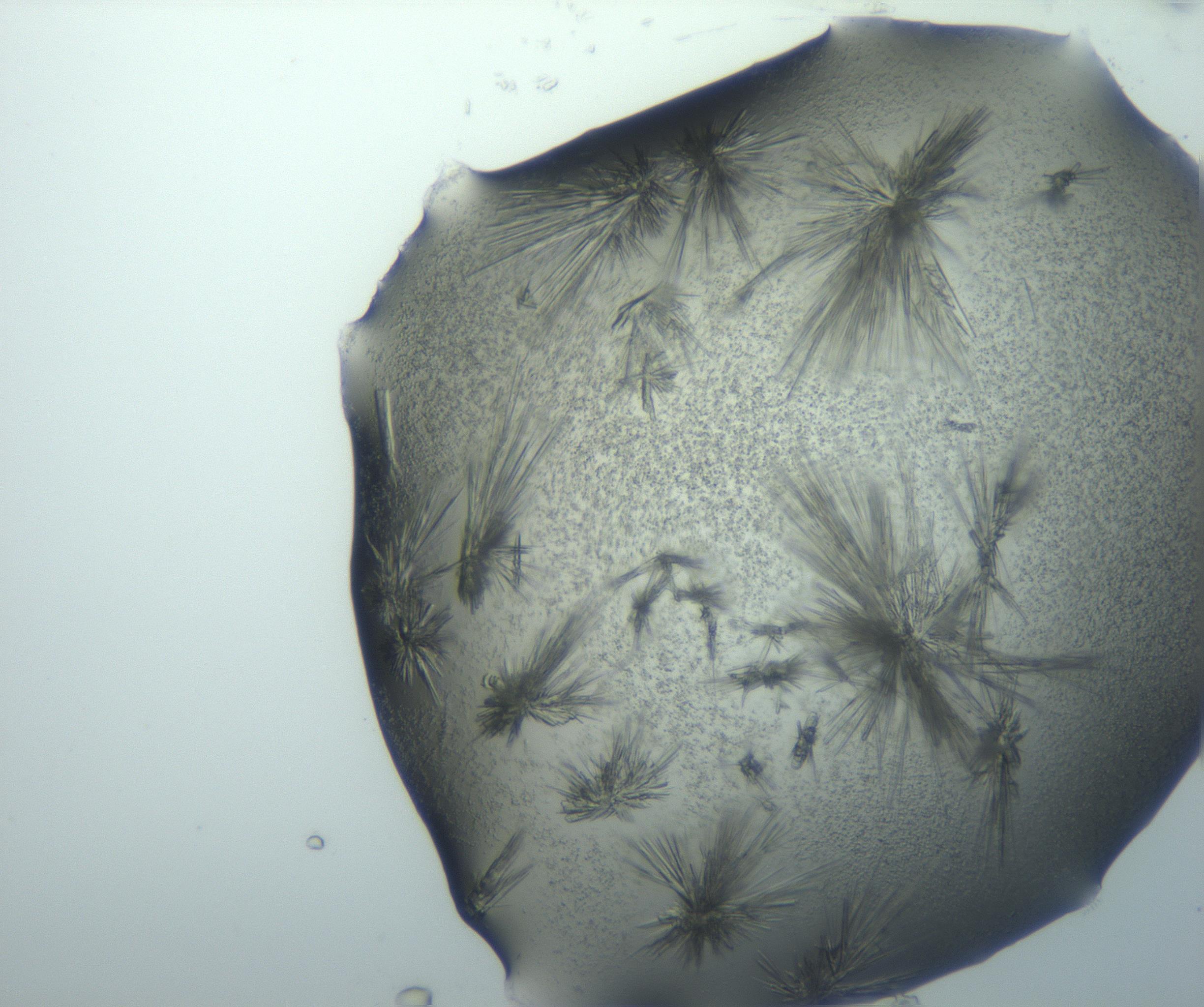 RI01_03_000_0212_Proj1_Clon1_MC_0000MC103026_002_161121_06_07_01_00_99_002_001_RAI.jpg