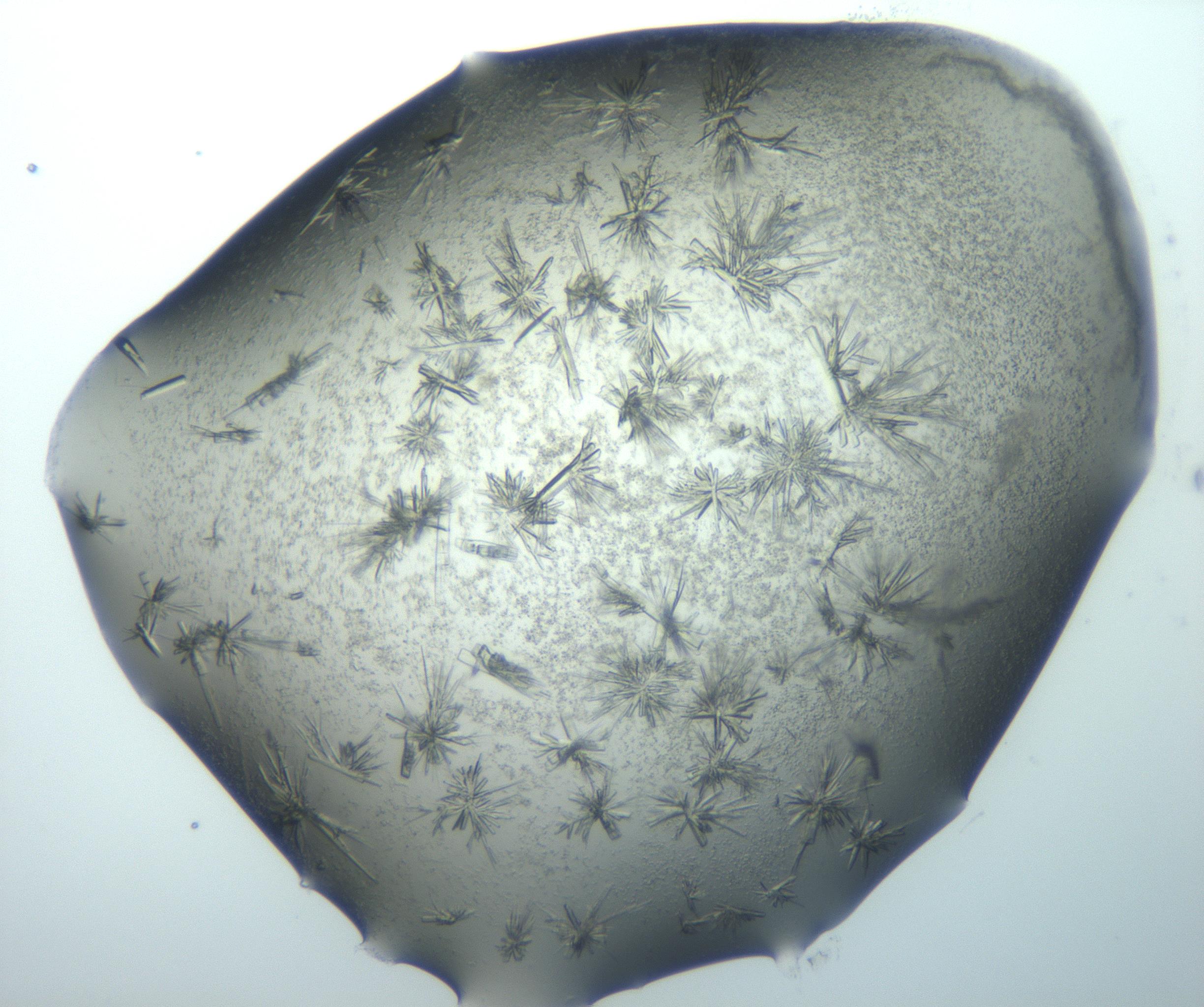 RI01_03_000_0212_Proj1_Clon1_MC_0000MC103026_002_161121_06_07_02_00_99_002_001_RAI.jpg