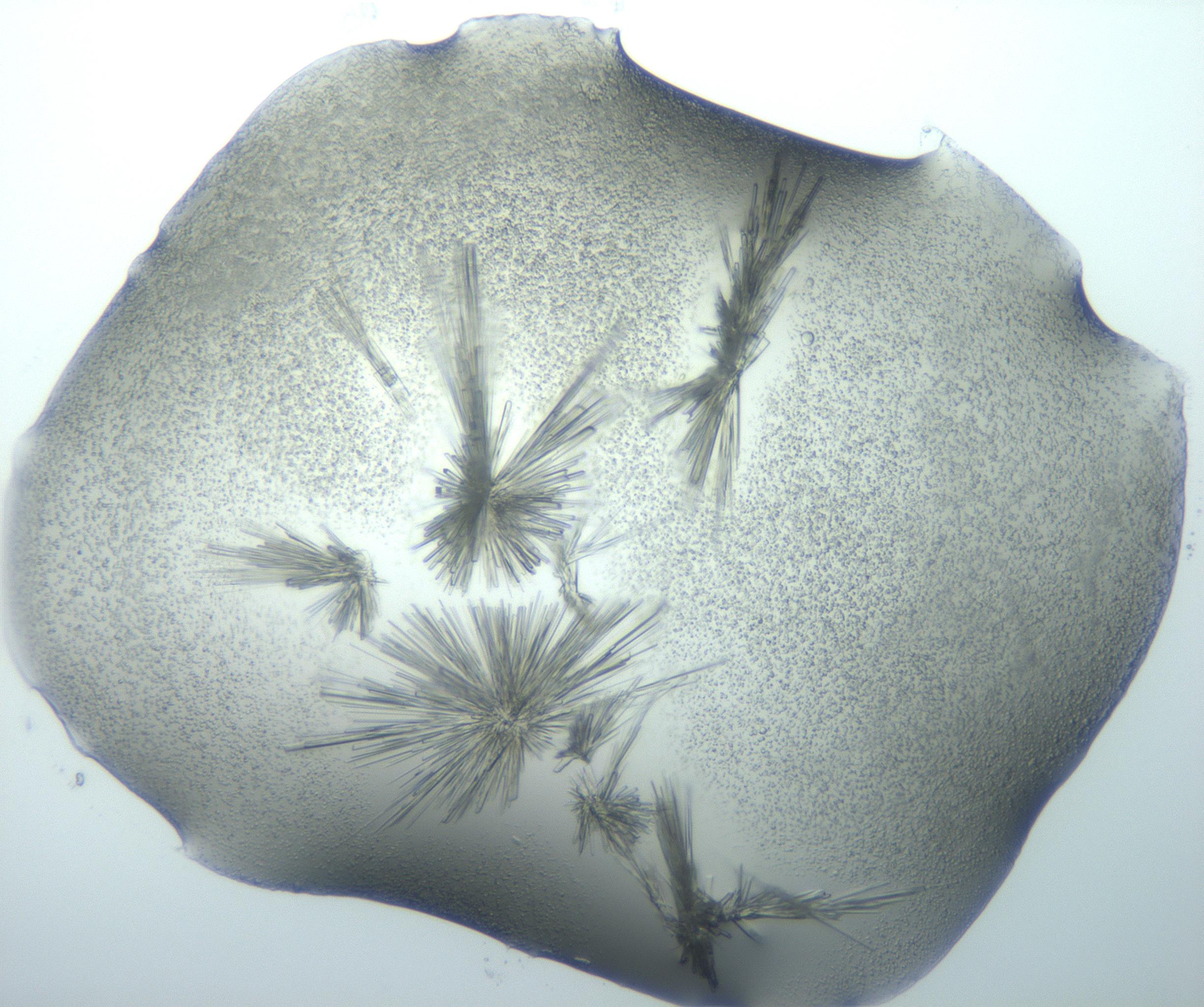 RI01_03_000_0212_Proj1_Clon1_MC_0000MC103026_002_161121_06_08_01_00_99_002_001_RAI.jpg
