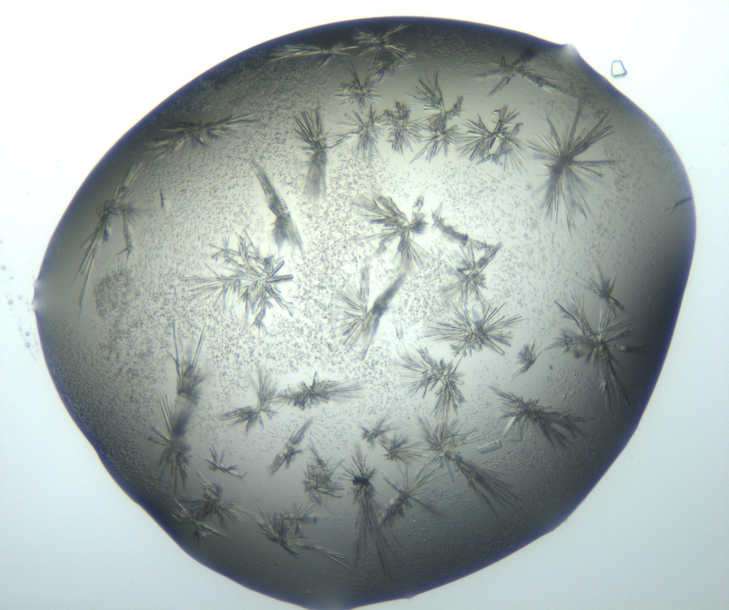 RI01_03_000_0212_Proj1_Clon1_MC_0000MC103026_002_161121_06_08_02_00_99_002_001_RAI.jpg
