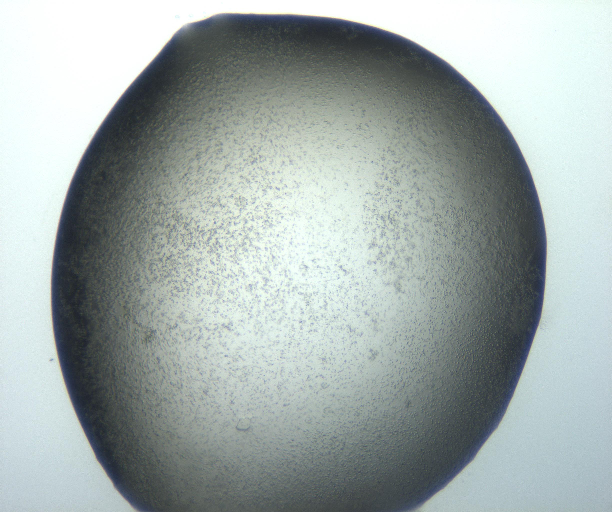 RI01_03_000_0212_Proj1_Clon1_MC_0000MC103026_002_161121_07_02_02_00_99_002_001_RAI.jpg