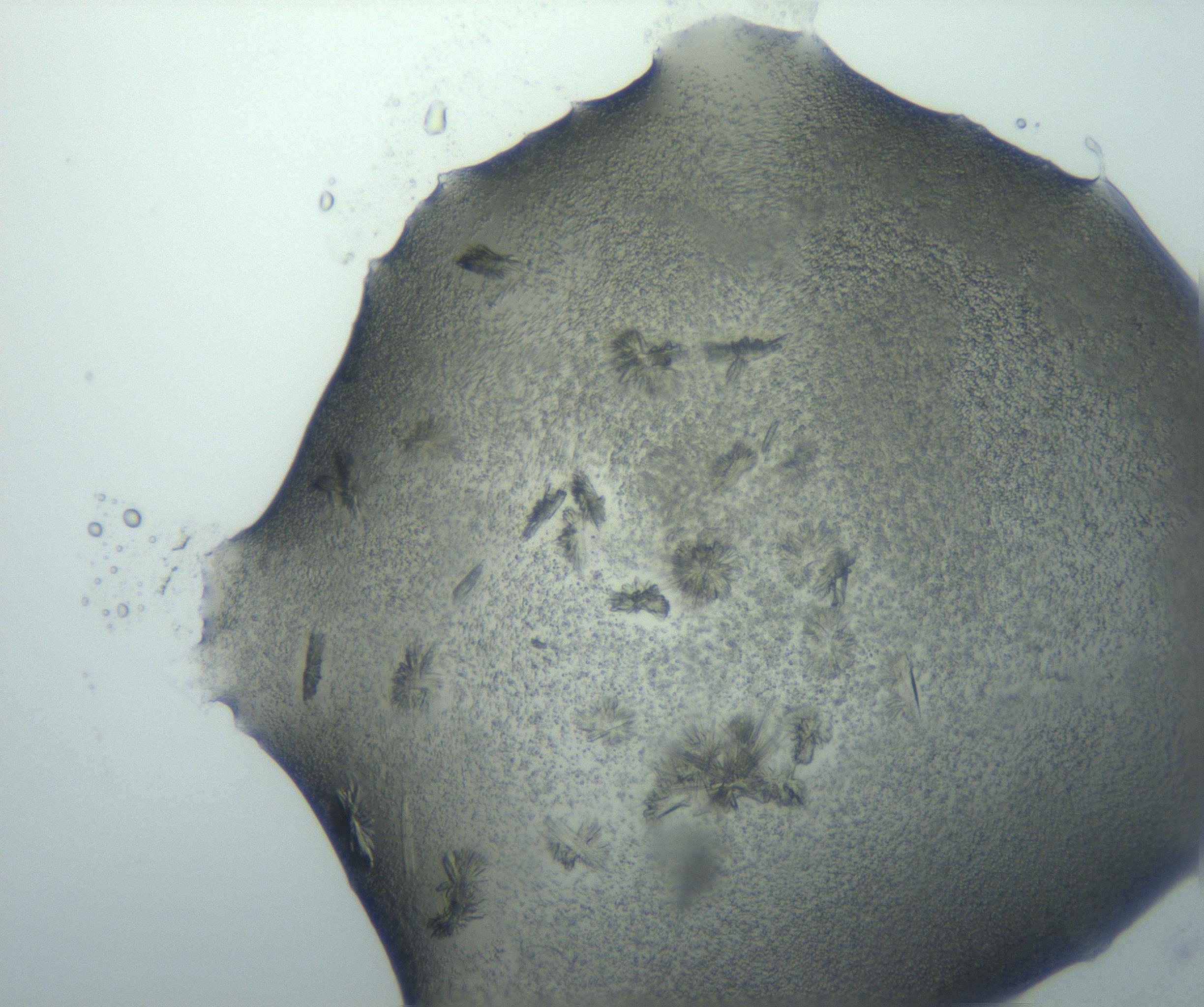 RI01_03_000_0212_Proj1_Clon1_MC_0000MC103026_002_161121_07_05_01_00_99_002_001_RAI.jpg