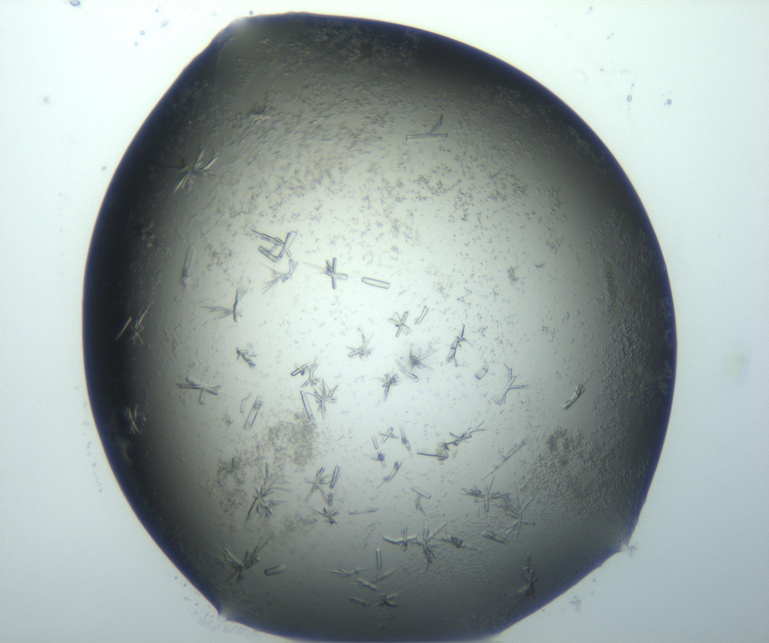 RI01_03_000_0212_Proj1_Clon1_MC_0000MC103026_002_161121_07_05_02_00_99_002_001_RAI.jpg