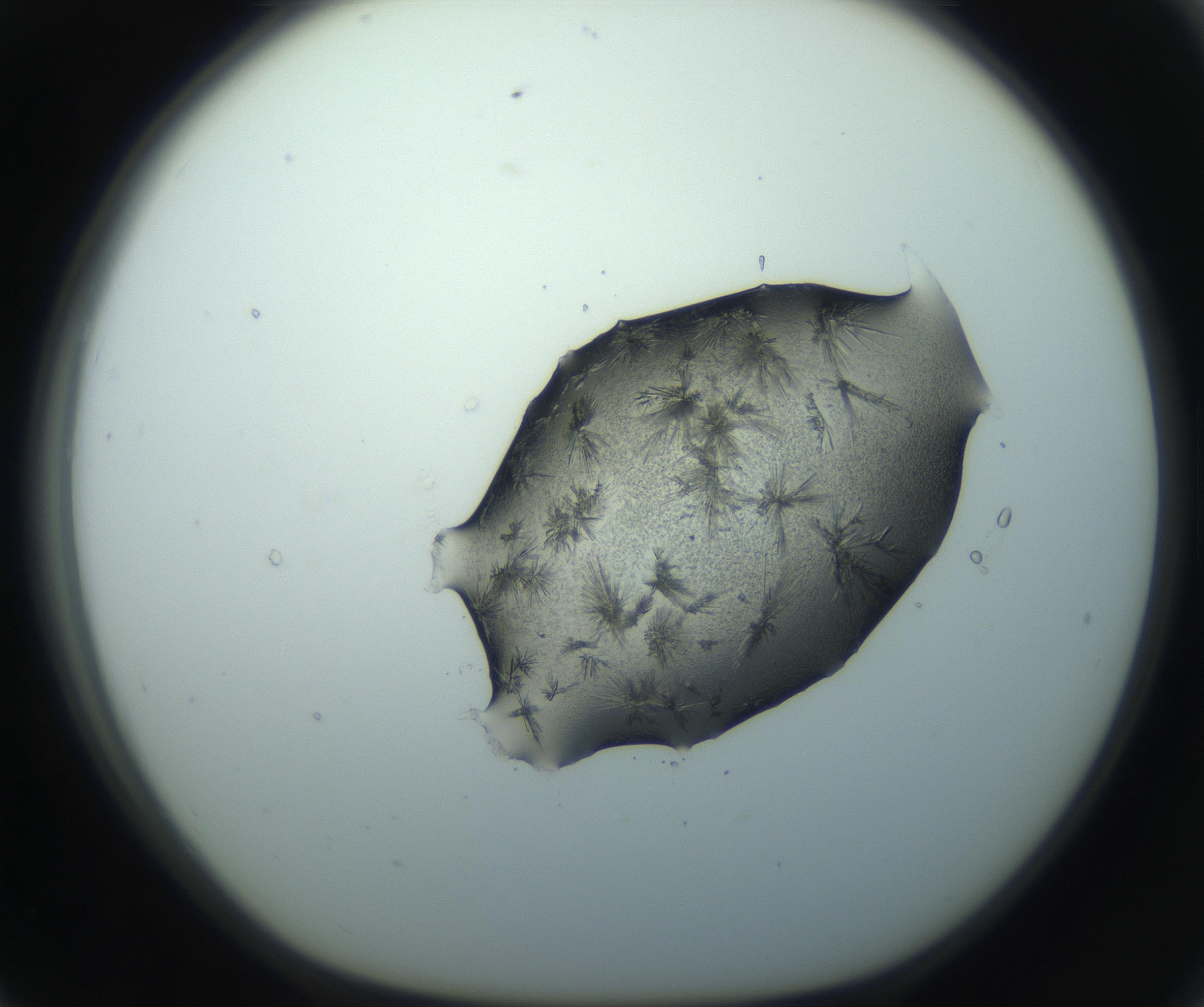 RI01_03_000_0212_Proj1_Clon1_MC_0000MC103026_002_161121_07_07_01_00_99_002_001_RAI.jpg