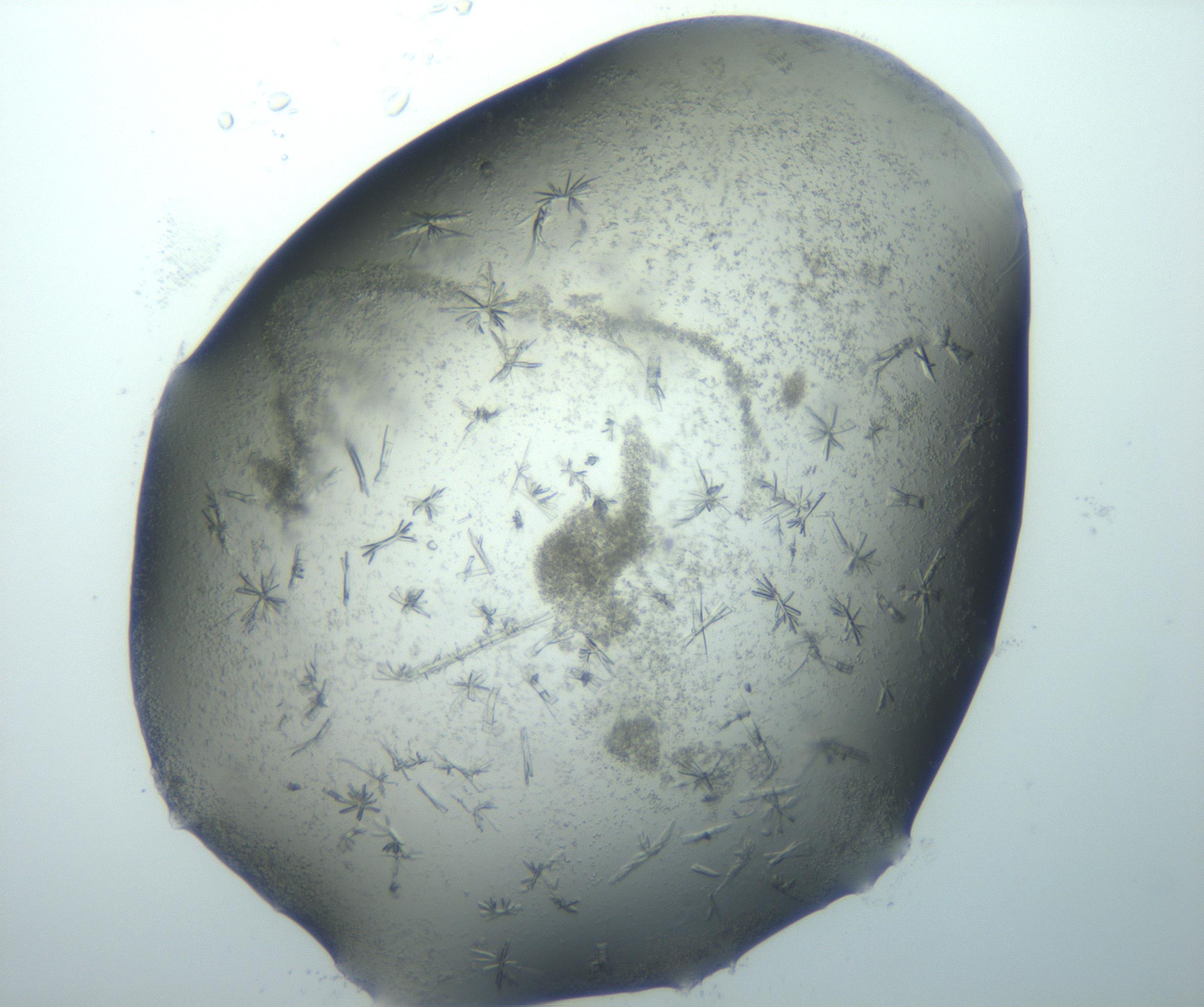 RI01_03_000_0212_Proj1_Clon1_MC_0000MC103026_002_161121_07_07_02_00_99_002_001_RAI.jpg