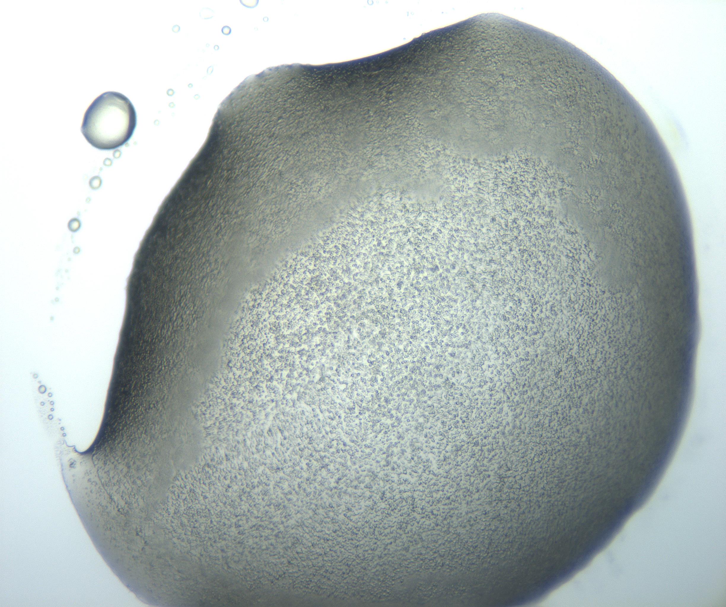 RI01_03_000_0212_Proj1_Clon1_MC_0000MC103026_002_161121_08_02_02_00_99_002_001_RAI.jpg