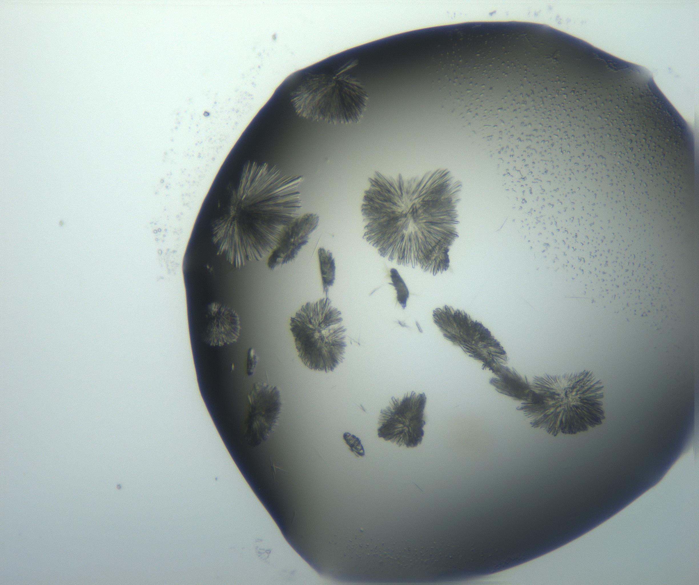 RI01_03_000_0212_Proj1_Clon1_MC_0000MC103026_002_161121_08_04_01_00_99_002_001_RAI.jpg