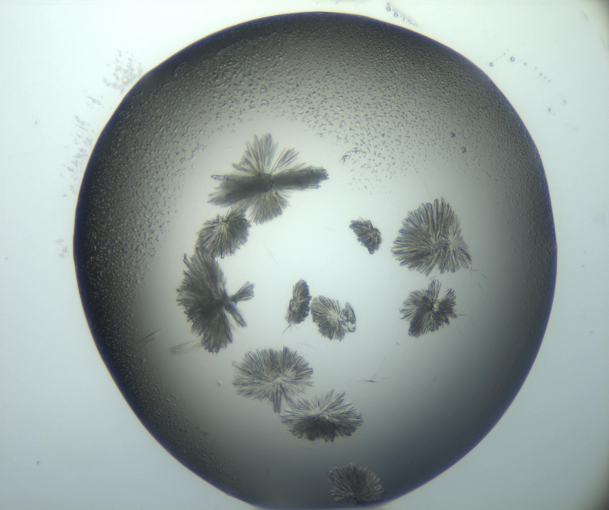RI01_03_000_0212_Proj1_Clon1_MC_0000MC103026_002_161121_08_04_02_00_99_002_001_RAI.jpg