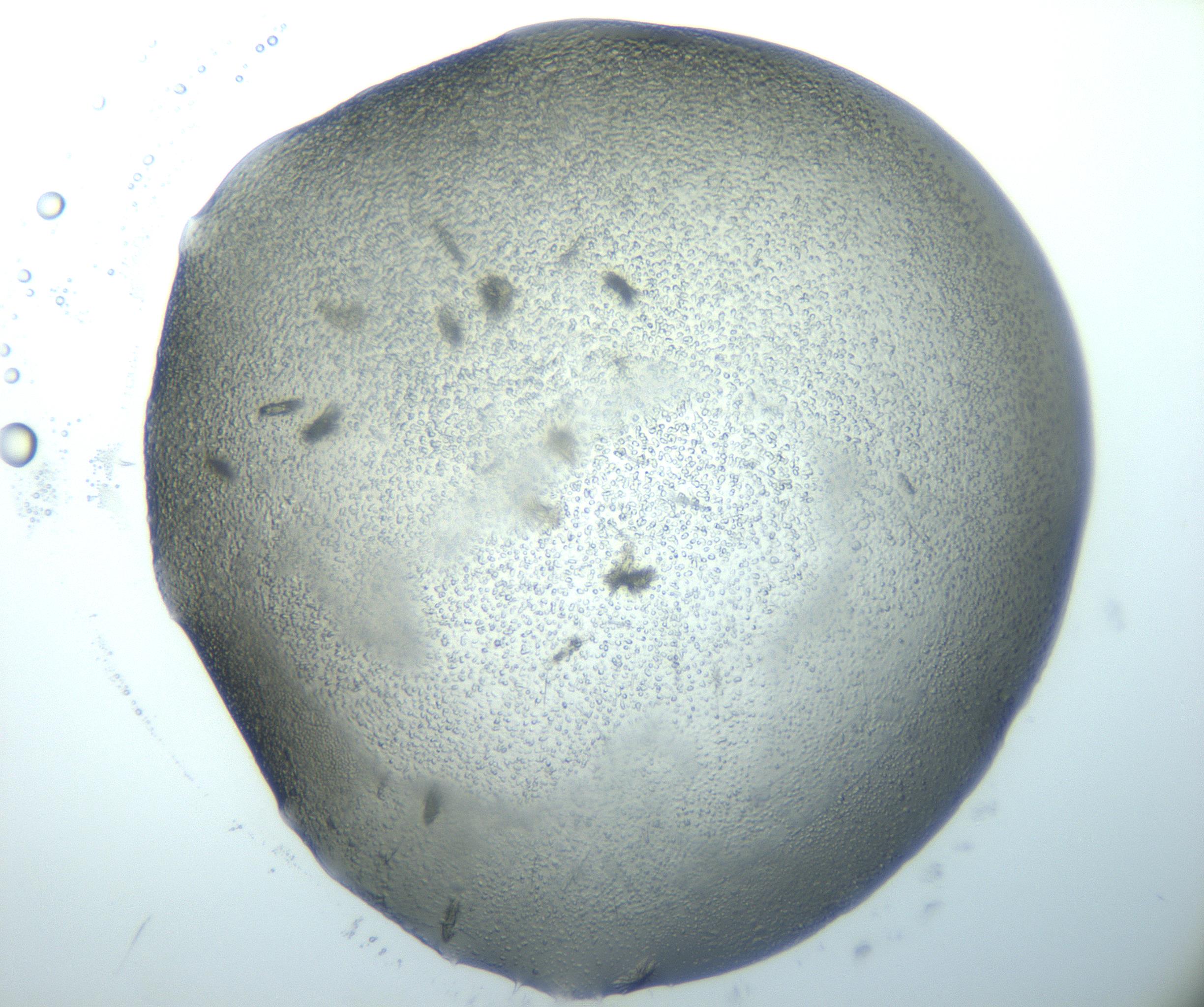 RI01_03_000_0212_Proj1_Clon1_MC_0000MC103026_002_161121_08_05_02_00_99_002_001_RAI.jpg