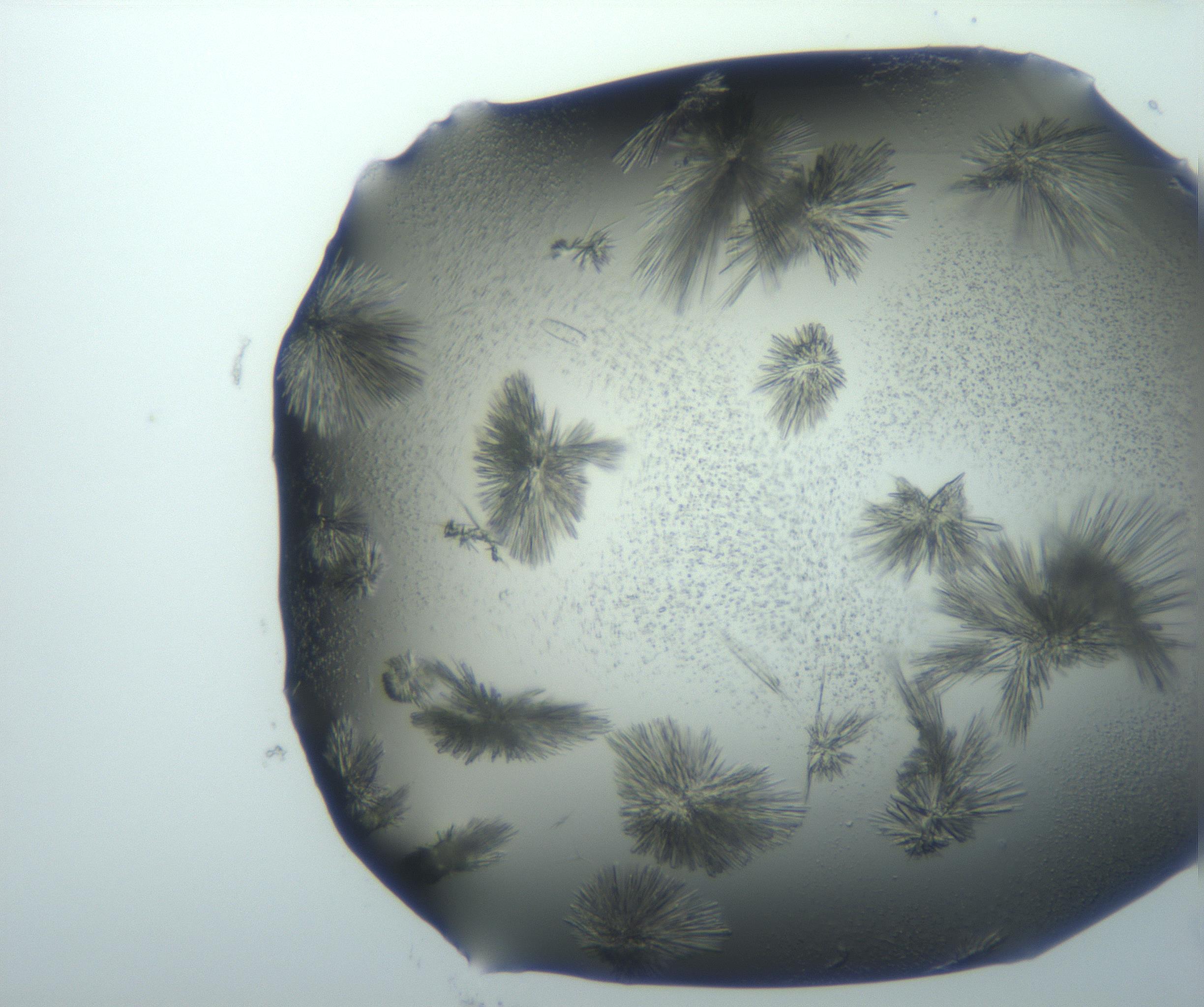 RI01_03_000_0212_Proj1_Clon1_MC_0000MC103026_002_161121_08_06_01_00_99_002_001_RAI.jpg
