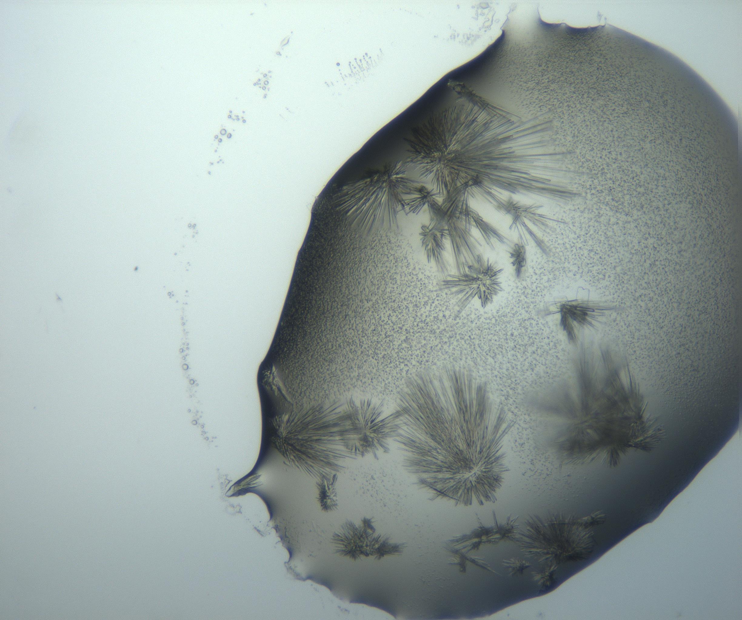 RI01_03_000_0212_Proj1_Clon1_MC_0000MC103026_002_161121_08_06_02_00_99_002_001_RAI.jpg