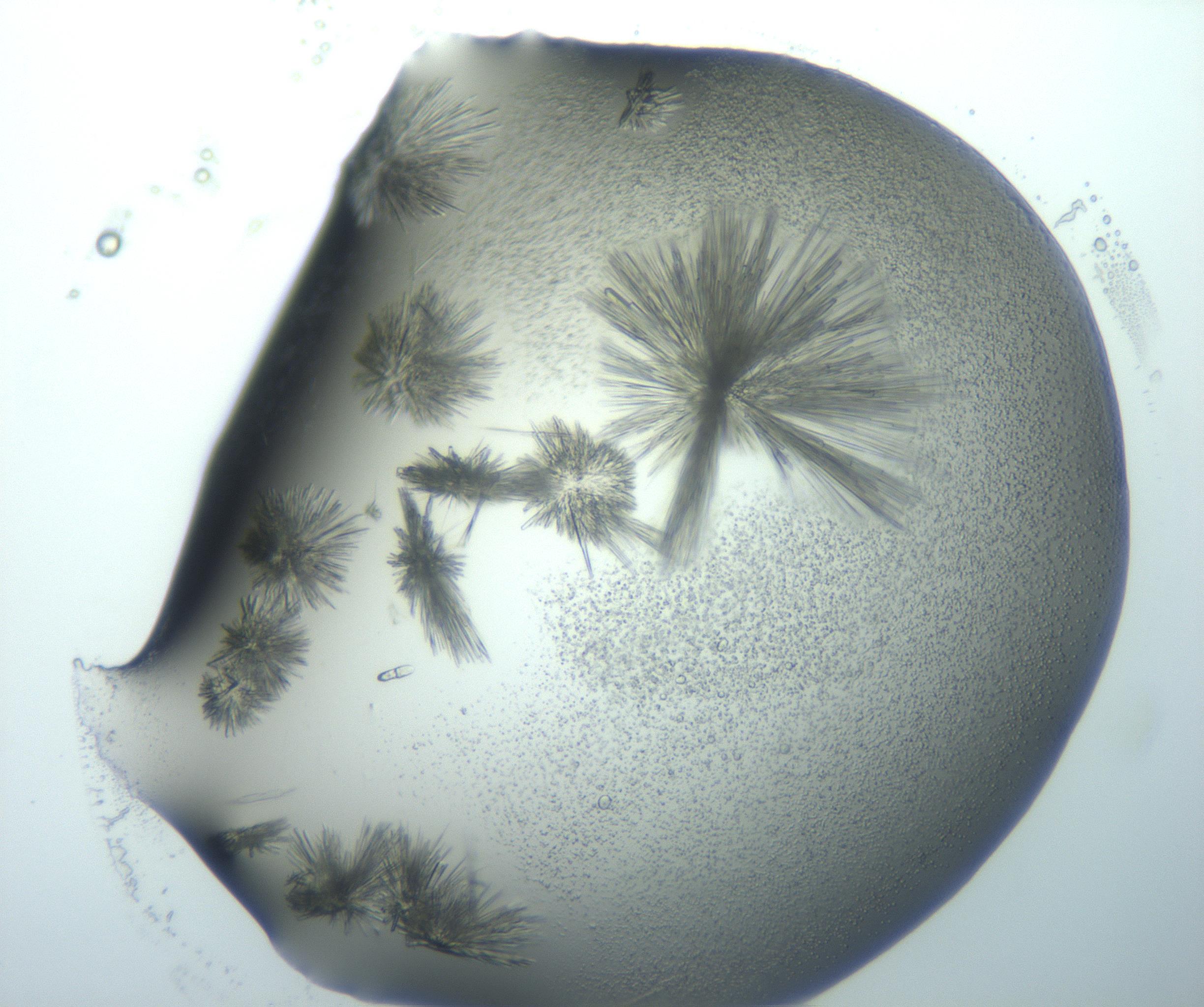 RI01_03_000_0212_Proj1_Clon1_MC_0000MC103026_002_161121_09_02_01_00_99_002_001_RAI.jpg