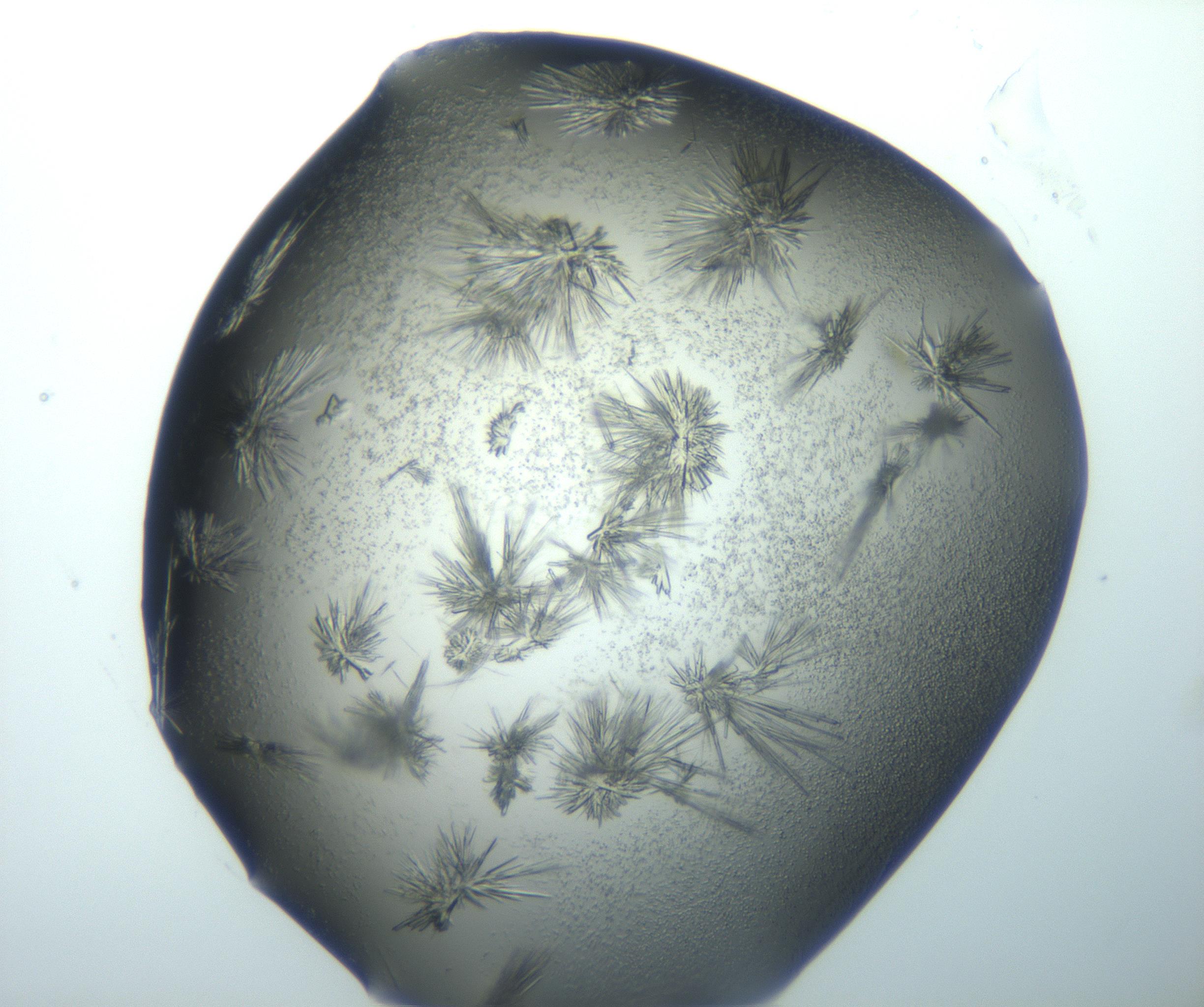 RI01_03_000_0212_Proj1_Clon1_MC_0000MC103026_002_161121_09_02_02_00_99_002_001_RAI.jpg