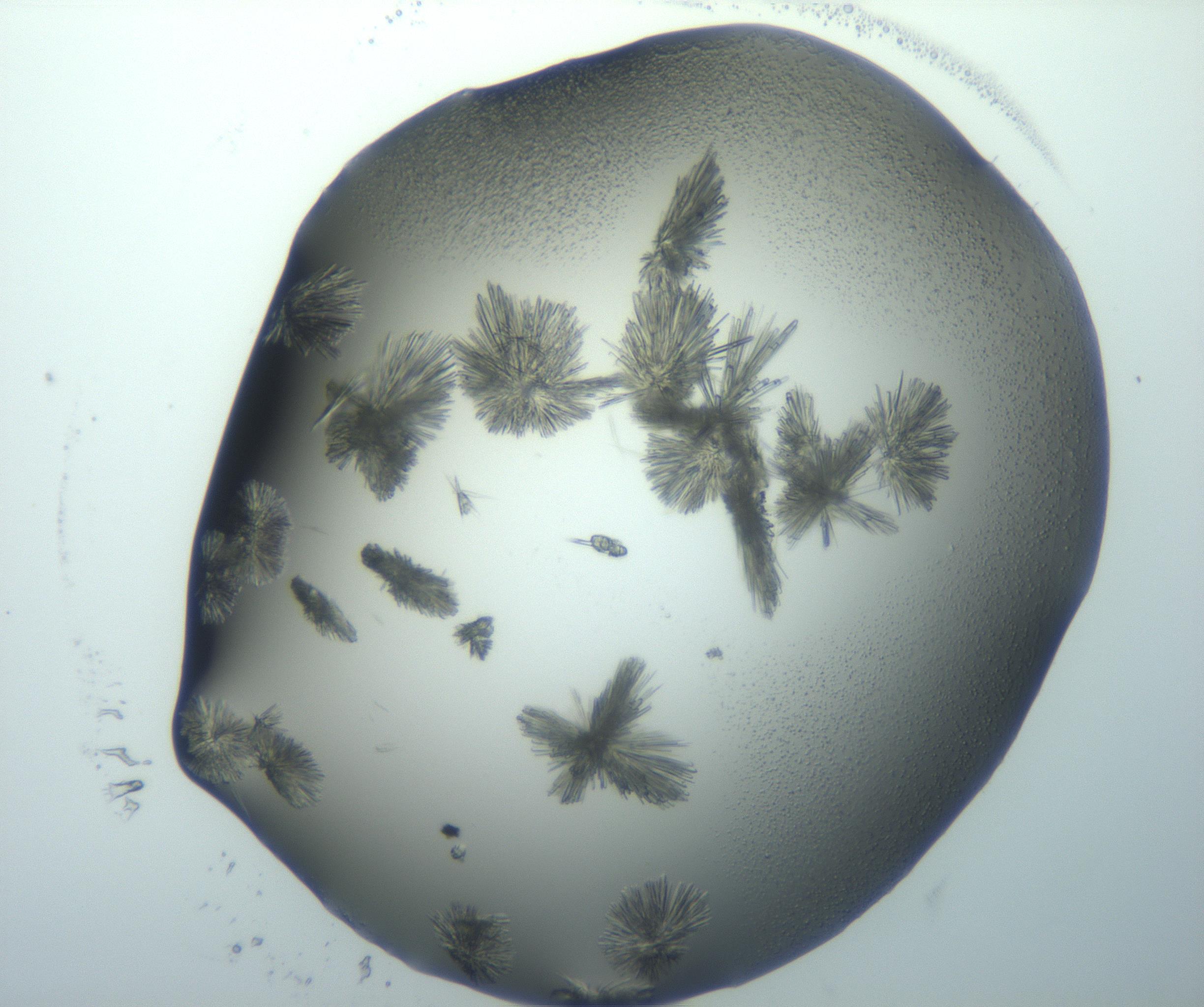 RI01_03_000_0212_Proj1_Clon1_MC_0000MC103026_002_161121_09_03_01_00_99_002_001_RAI.jpg