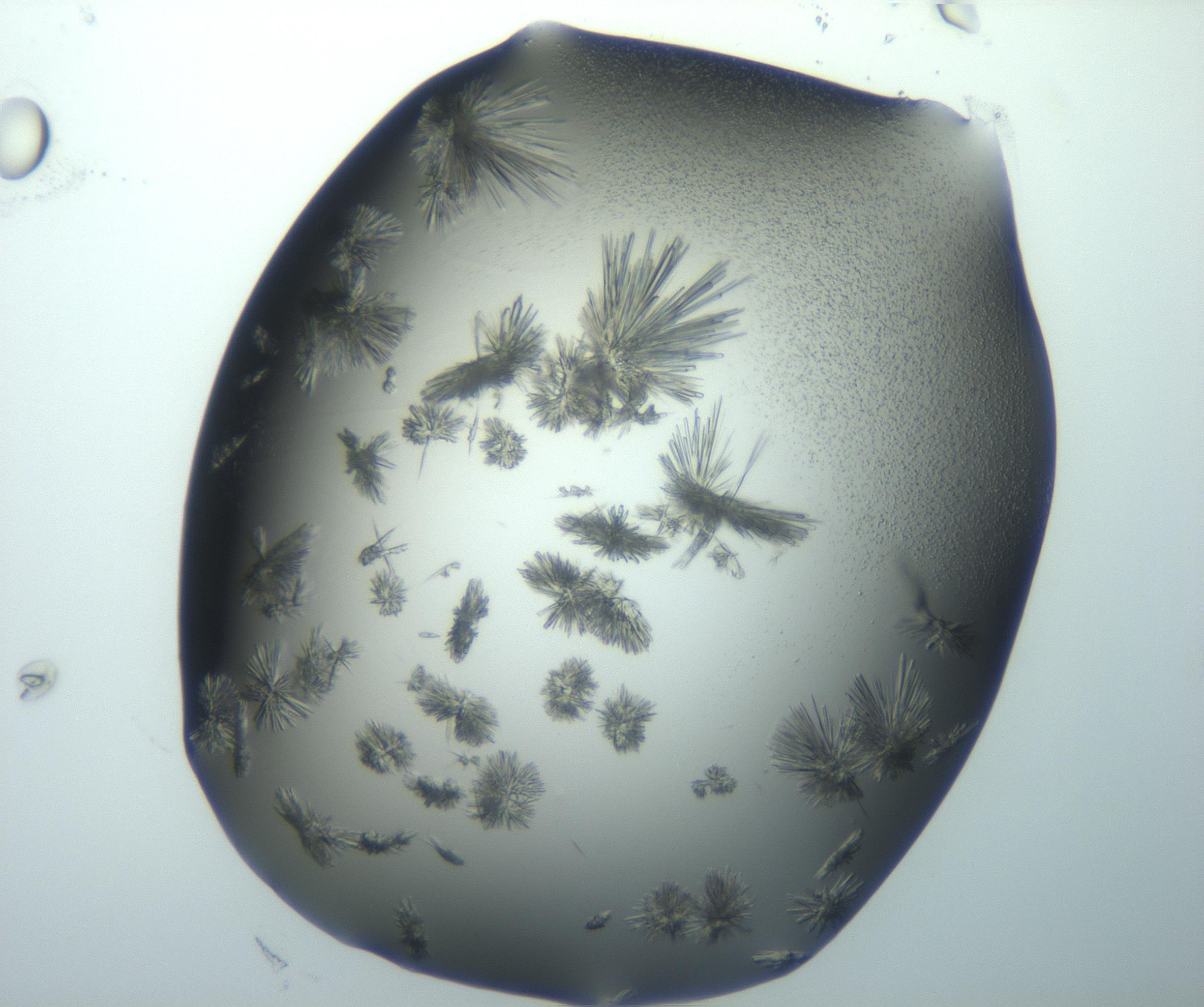 RI01_03_000_0212_Proj1_Clon1_MC_0000MC103026_002_161121_09_03_02_00_99_002_001_RAI.jpg