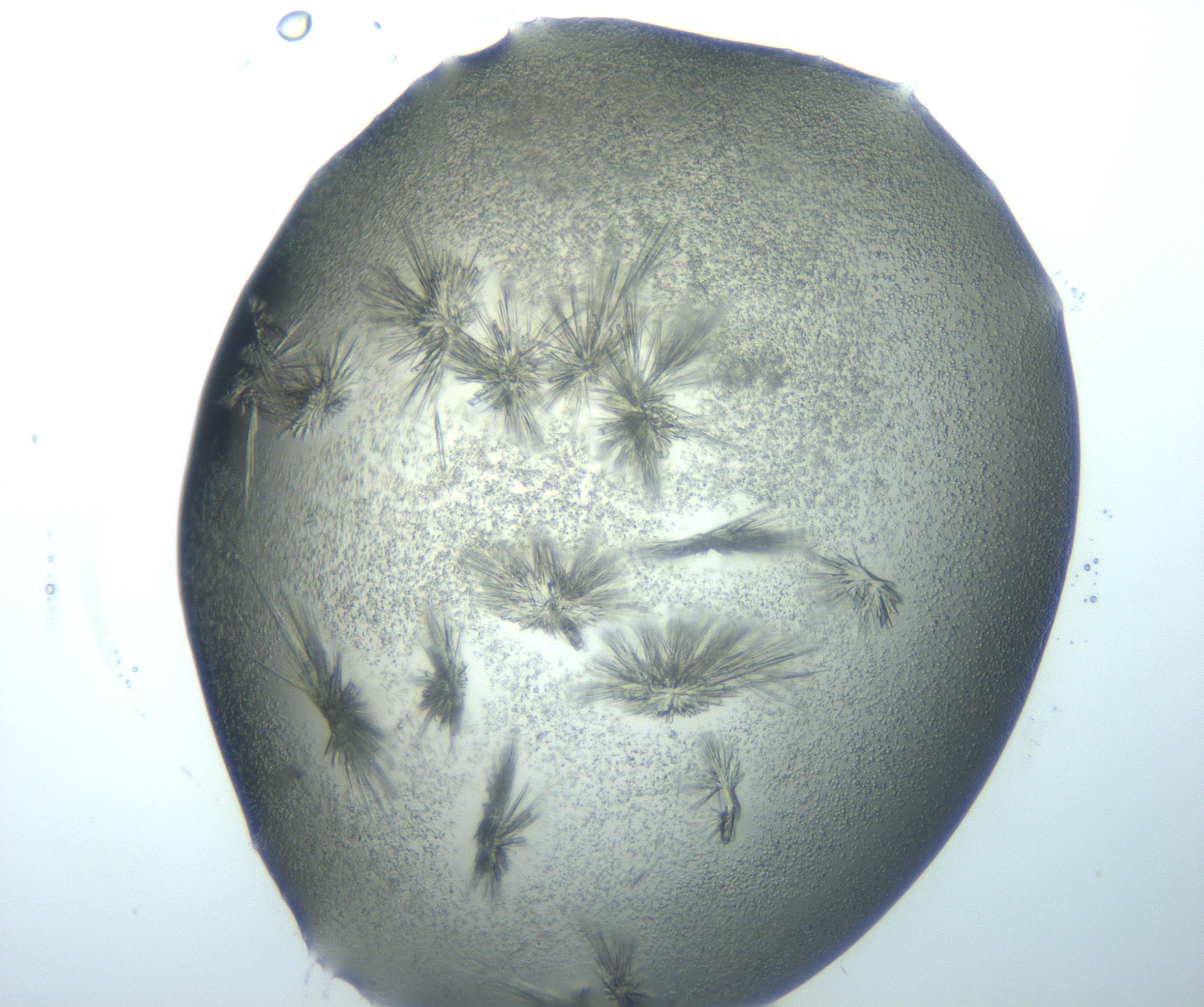 RI01_03_000_0212_Proj1_Clon1_MC_0000MC103026_002_161121_09_04_01_00_99_002_001_RAI.jpg