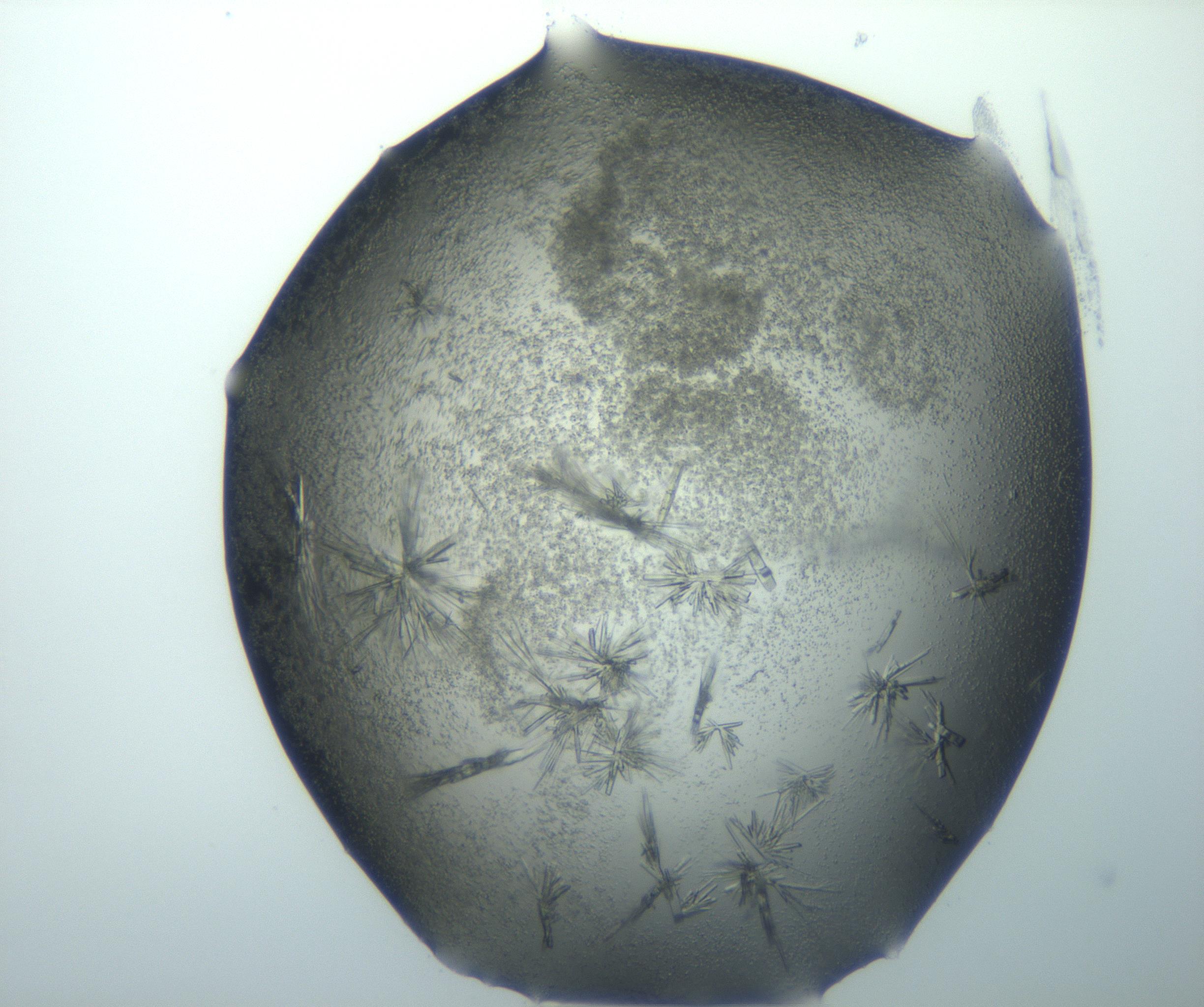 RI01_03_000_0212_Proj1_Clon1_MC_0000MC103026_002_161121_09_04_02_00_99_002_001_RAI.jpg