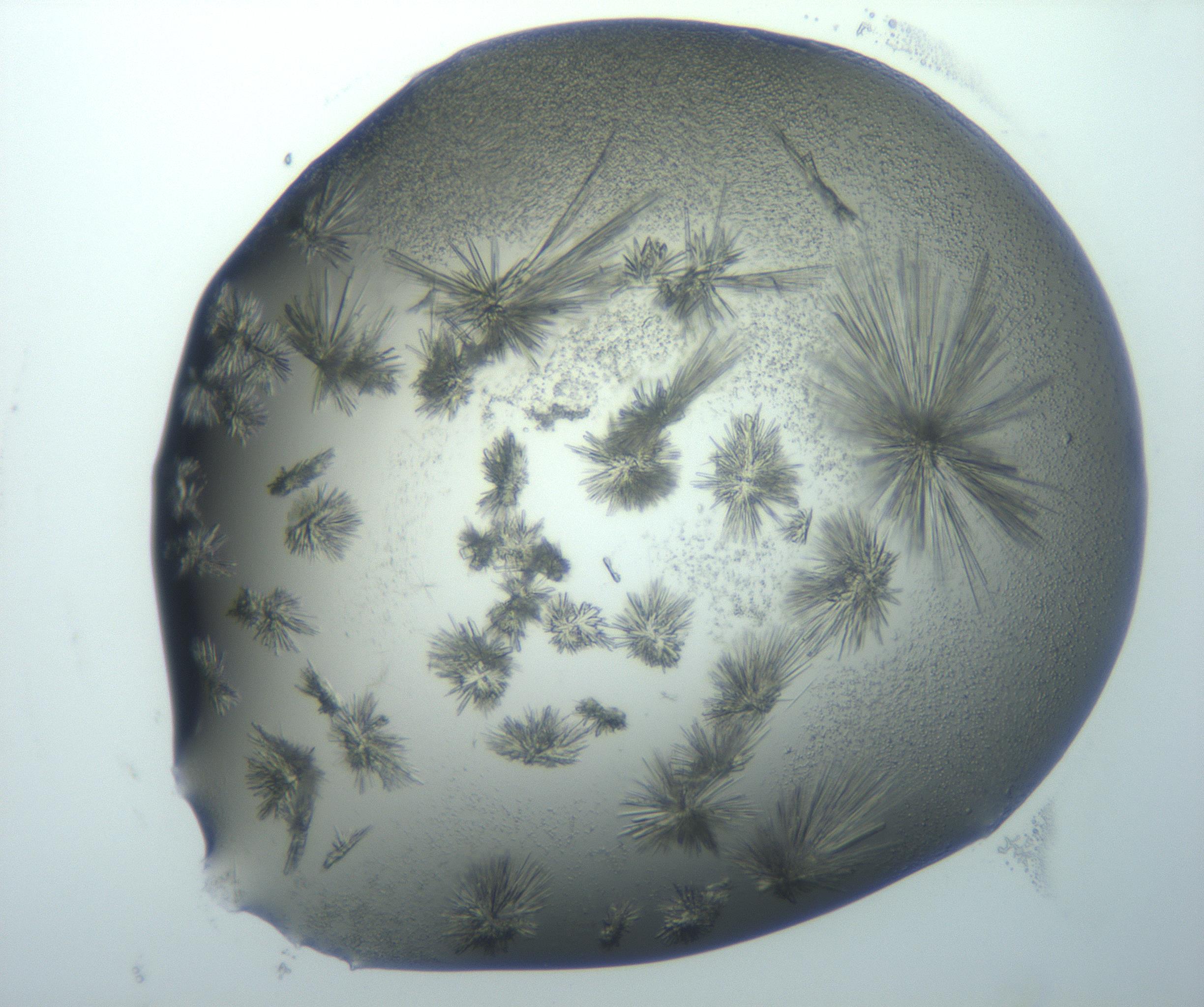 RI01_03_000_0212_Proj1_Clon1_MC_0000MC103026_002_161121_09_06_01_00_99_002_001_RAI.jpg