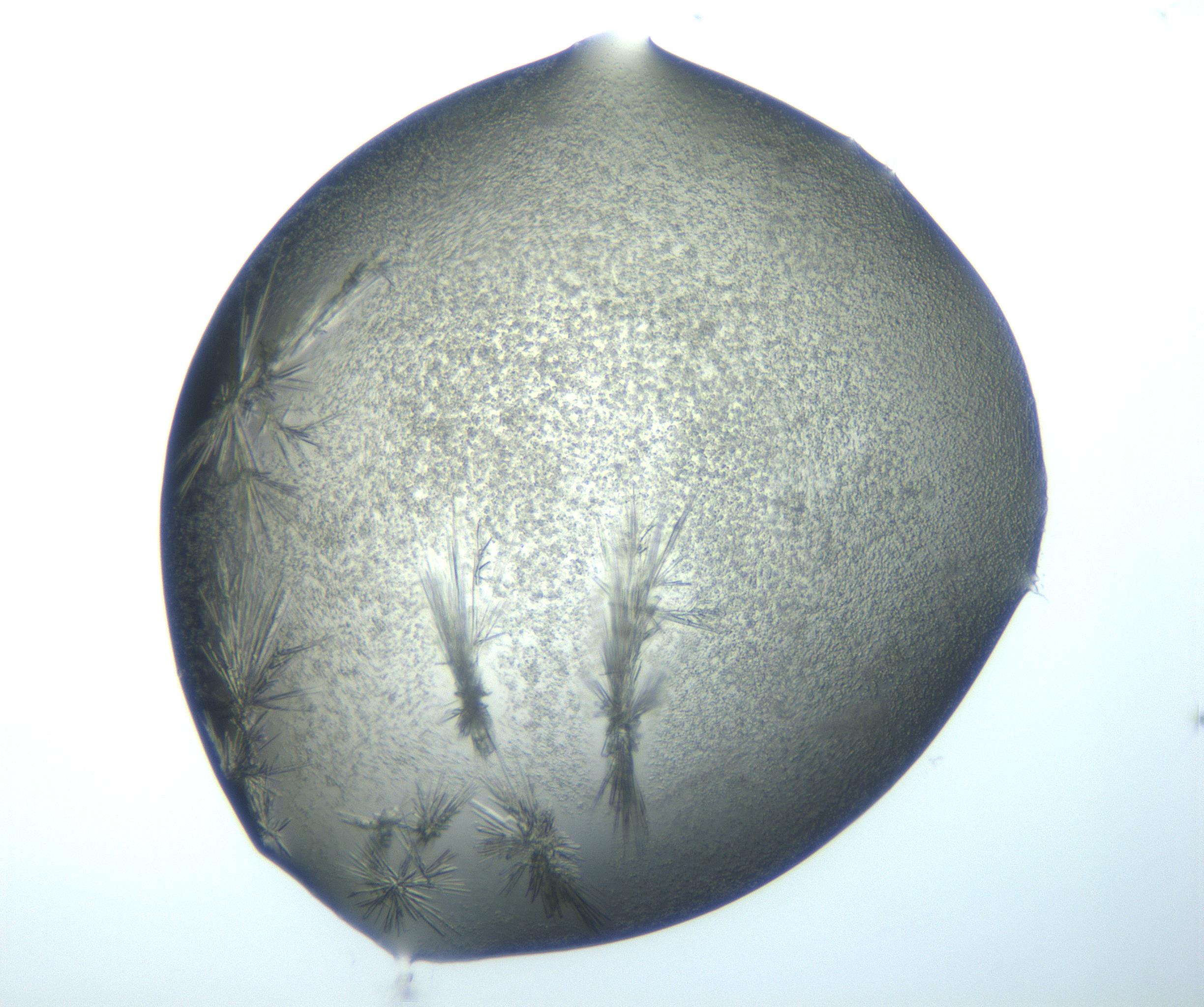 RI01_03_000_0212_Proj1_Clon1_MC_0000MC103026_002_161121_09_06_02_00_99_002_001_RAI.jpg
