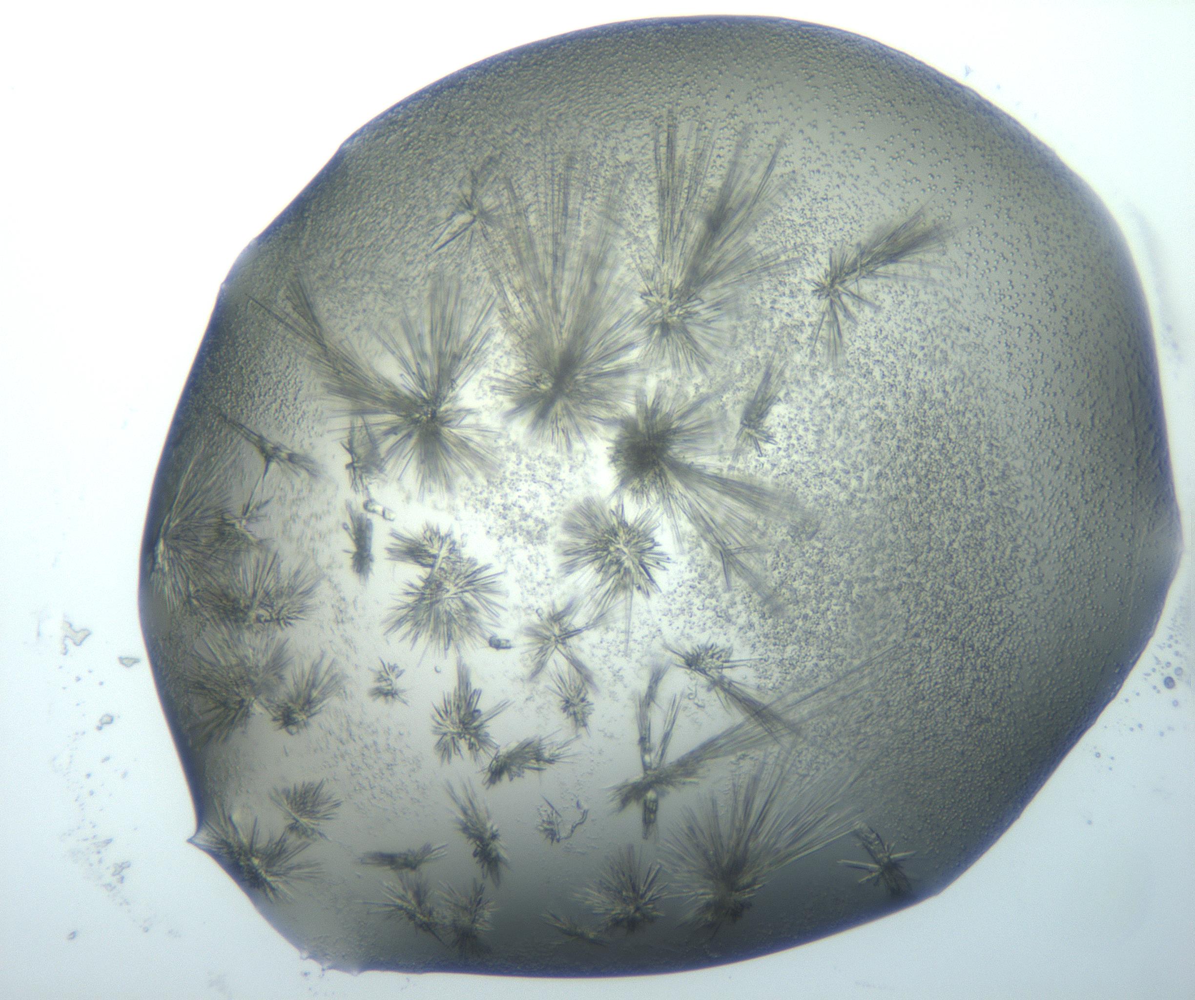 RI01_03_000_0212_Proj1_Clon1_MC_0000MC103026_002_161121_09_07_01_00_99_002_001_RAI.jpg