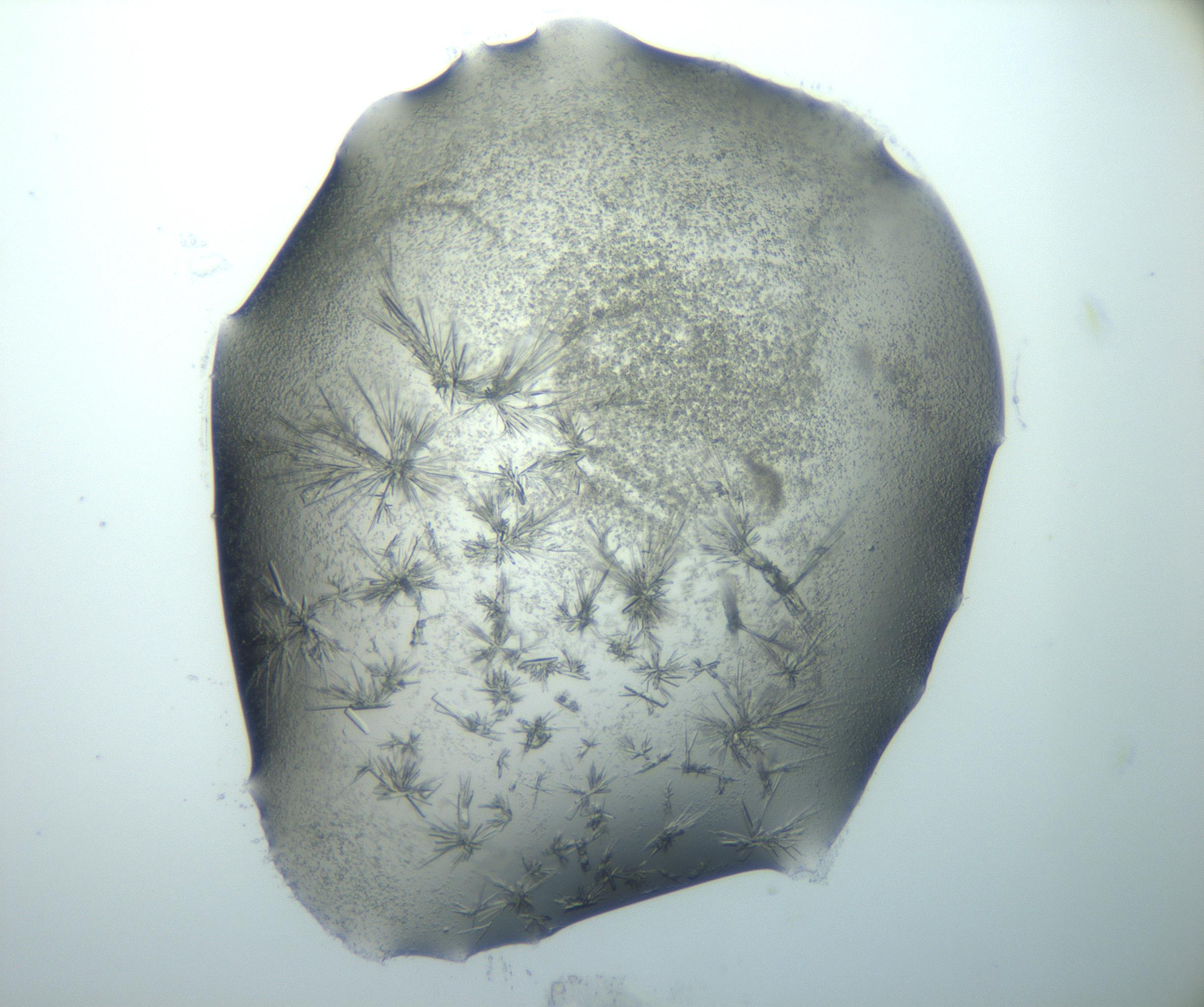 RI01_03_000_0212_Proj1_Clon1_MC_0000MC103026_002_161121_09_07_02_00_99_002_001_RAI.jpg