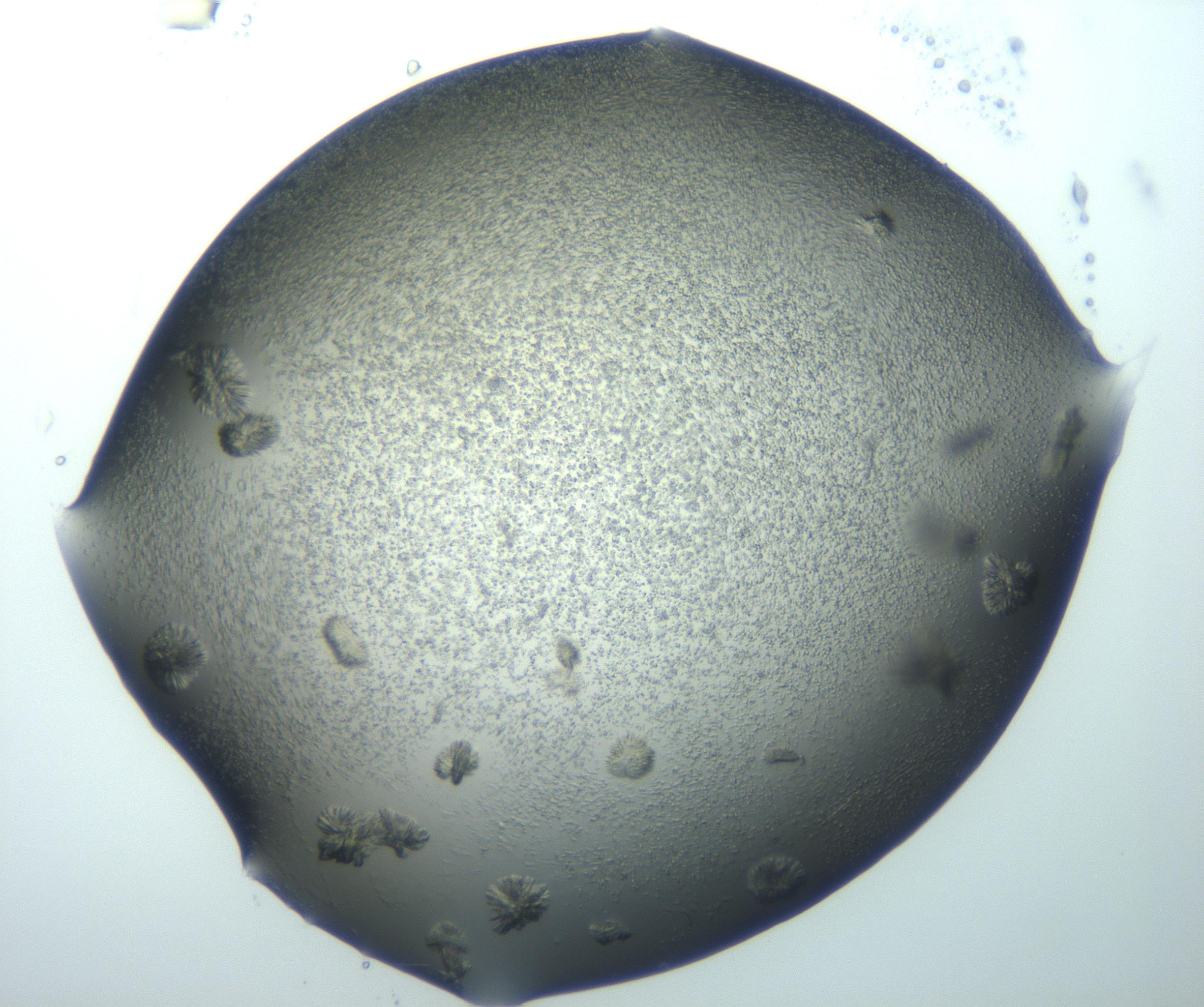 RI01_03_000_0212_Proj1_Clon1_MC_0000MC103026_002_161121_09_08_02_00_99_002_001_RAI.jpg