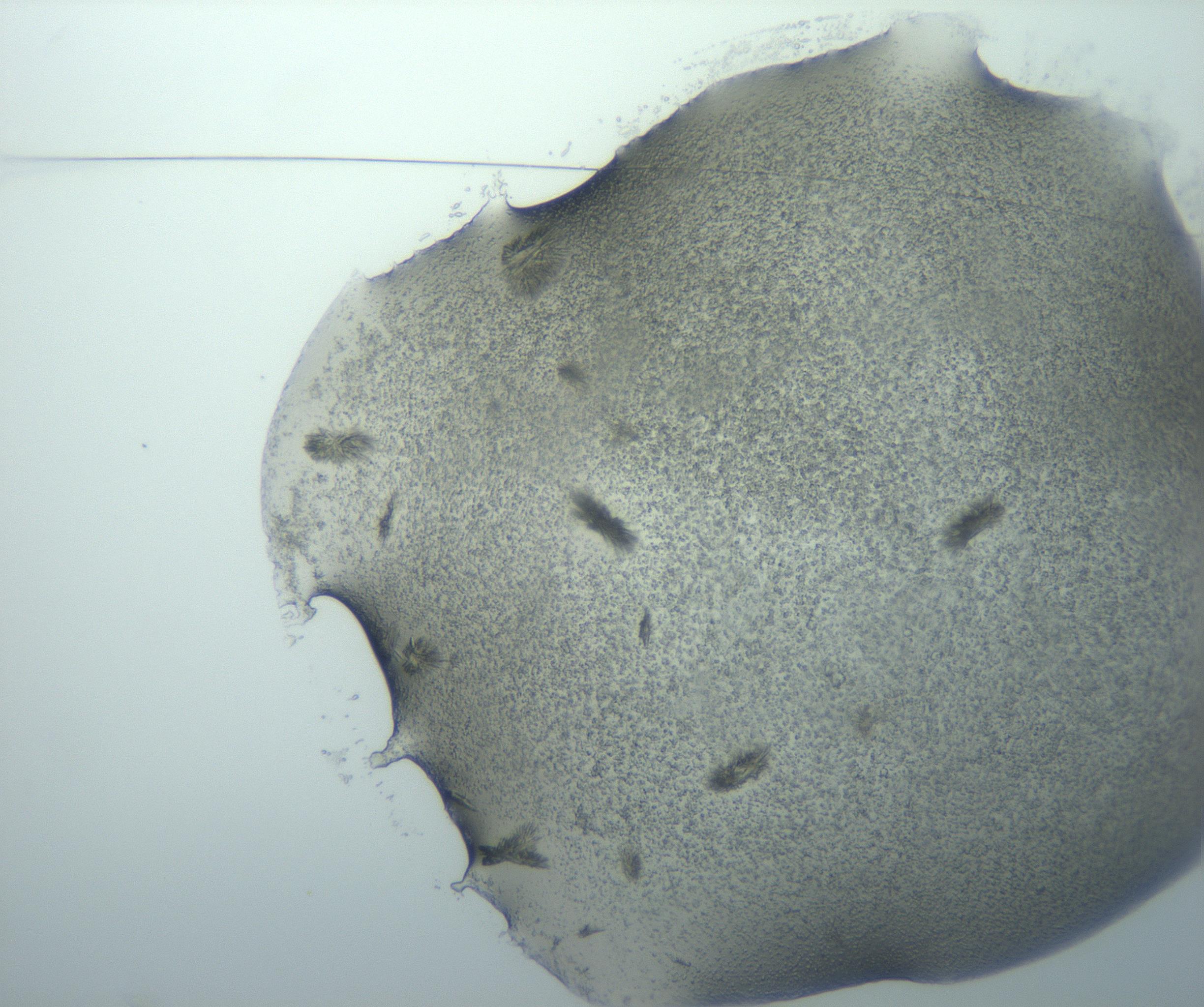 RI01_03_000_0212_Proj1_Clon1_MC_0000MC103026_002_161121_10_01_01_00_99_002_001_RAI.jpg