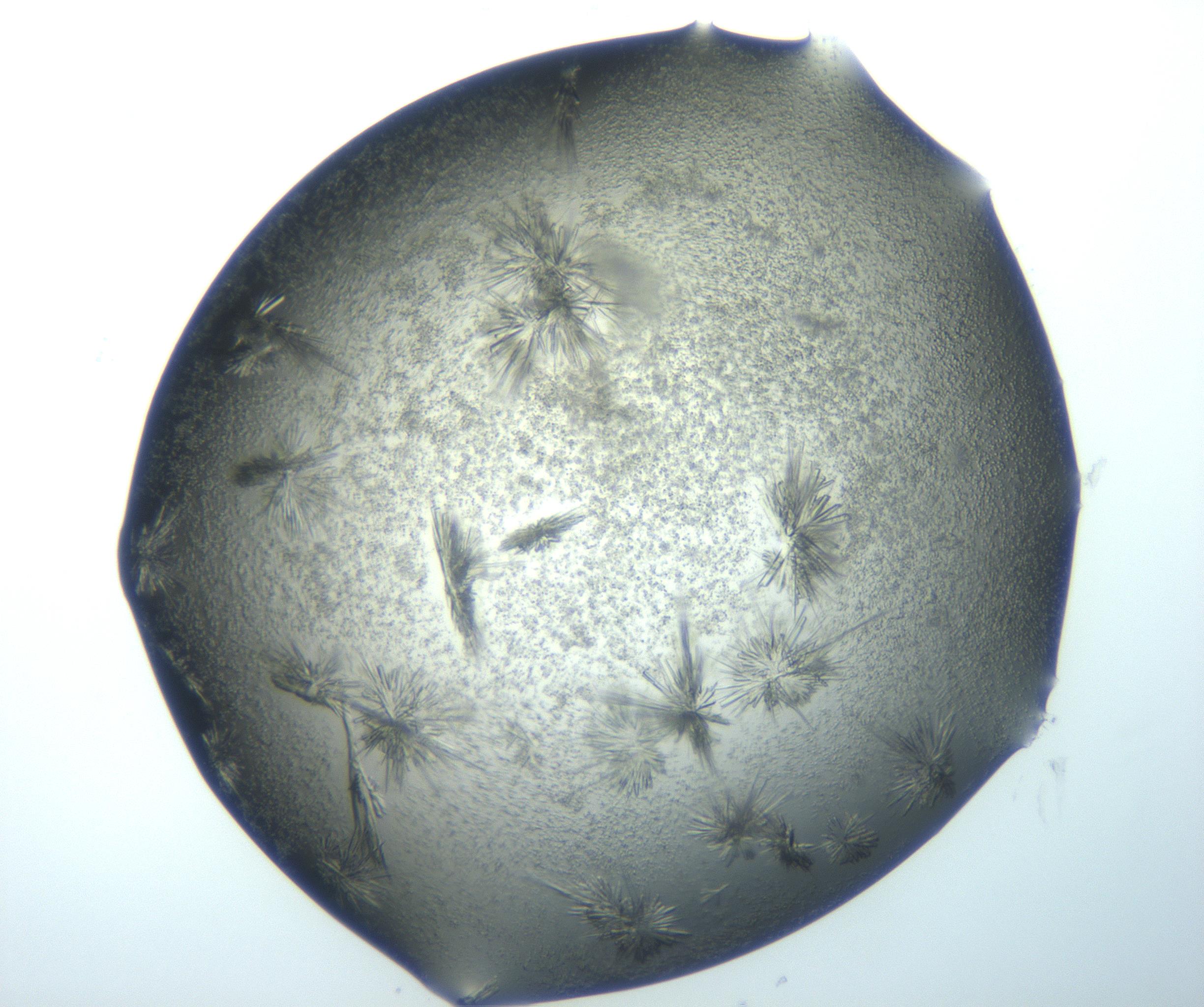 RI01_03_000_0212_Proj1_Clon1_MC_0000MC103026_002_161121_10_01_02_00_99_002_001_RAI.jpg