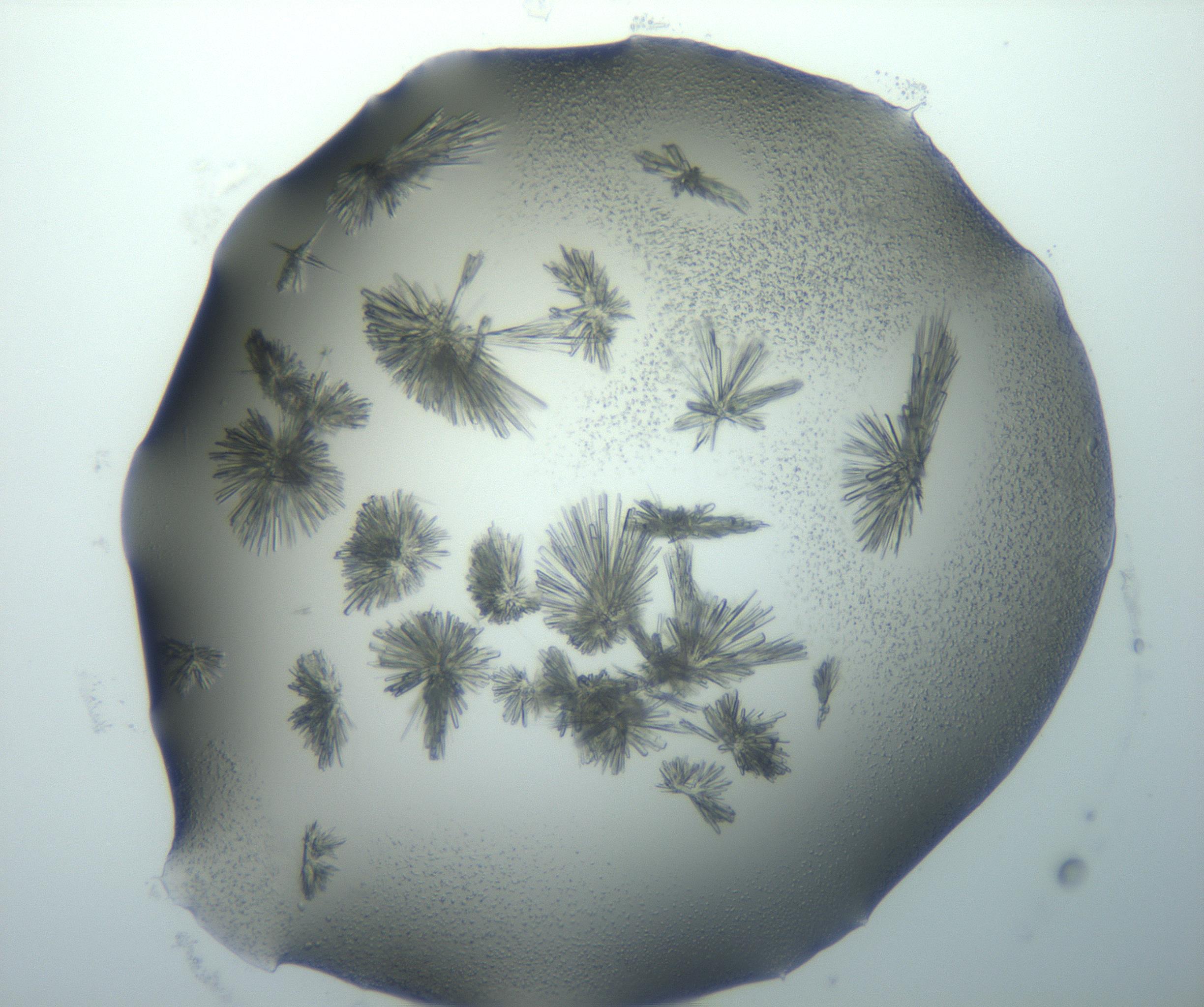 RI01_03_000_0212_Proj1_Clon1_MC_0000MC103026_002_161121_10_02_01_00_99_002_001_RAI.jpg