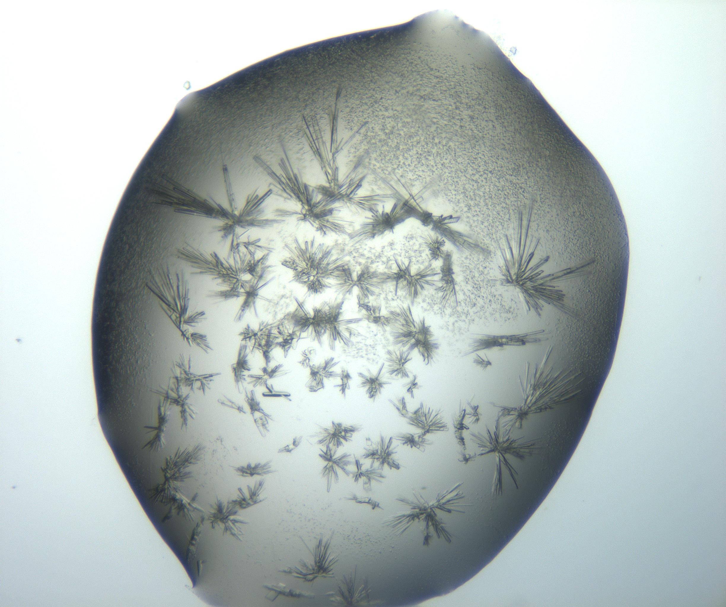 RI01_03_000_0212_Proj1_Clon1_MC_0000MC103026_002_161121_10_02_02_00_99_002_001_RAI.jpg