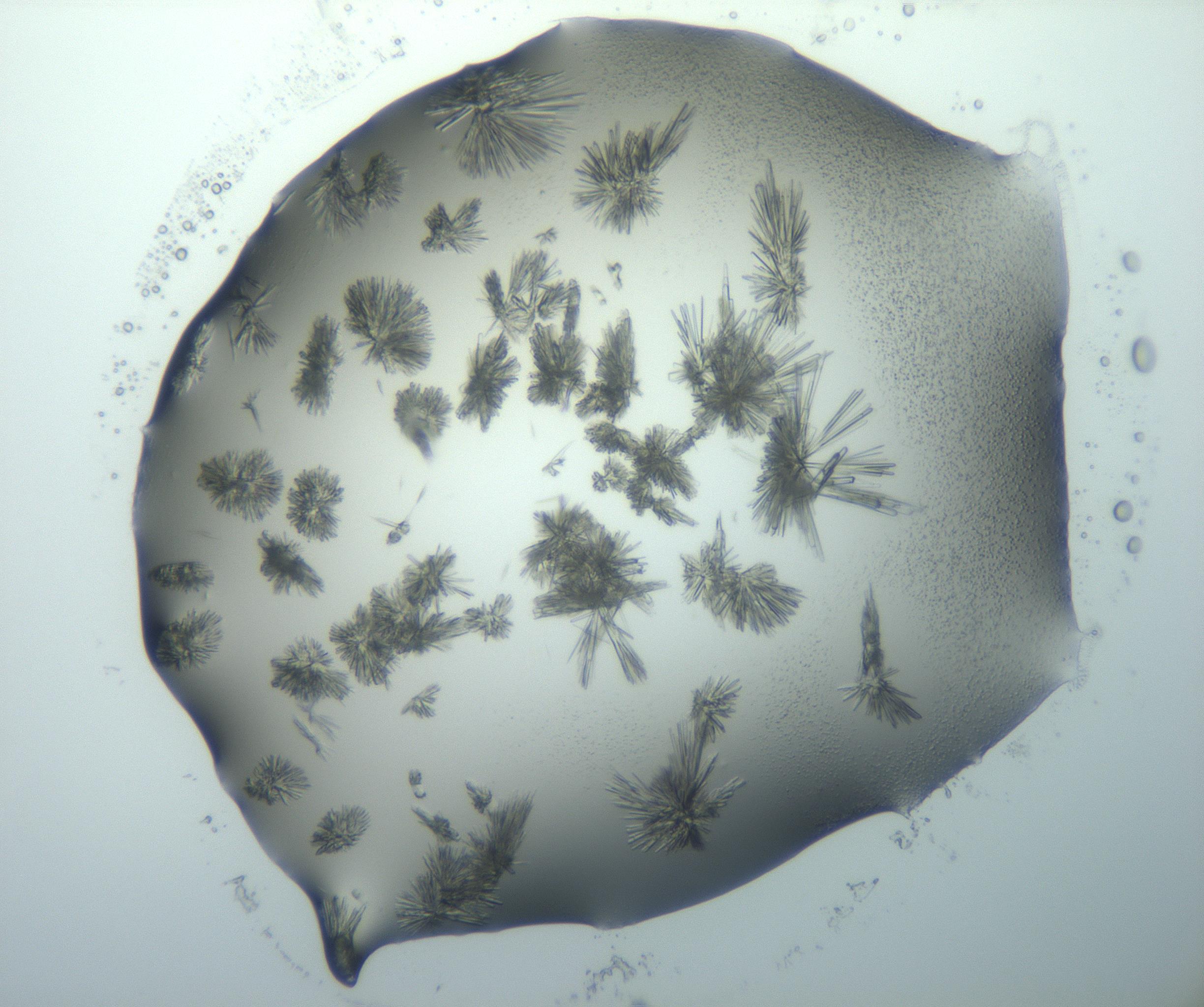 RI01_03_000_0212_Proj1_Clon1_MC_0000MC103026_002_161121_10_04_01_00_99_002_001_RAI.jpg