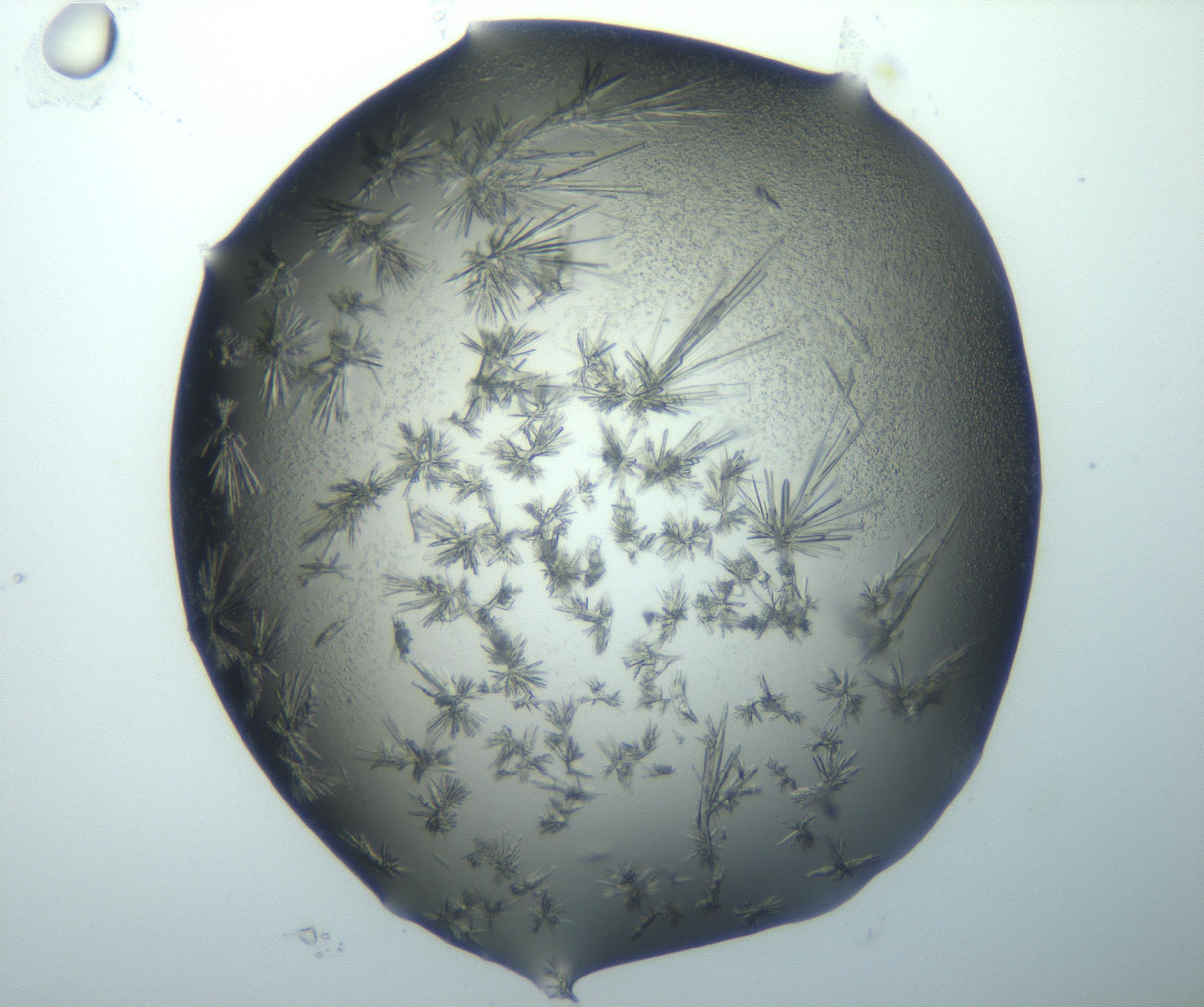 RI01_03_000_0212_Proj1_Clon1_MC_0000MC103026_002_161121_10_04_02_00_99_002_001_RAI.jpg