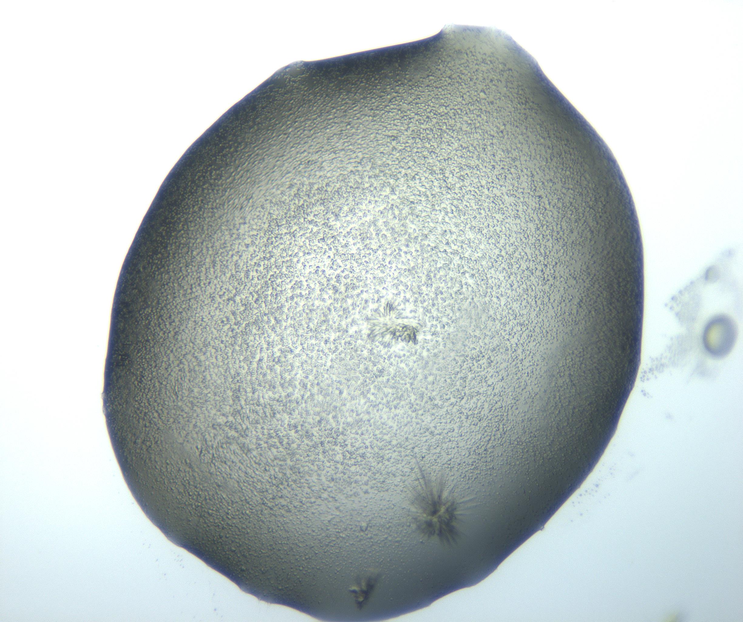 RI01_03_000_0212_Proj1_Clon1_MC_0000MC103026_002_161121_10_06_02_00_99_002_001_RAI.jpg