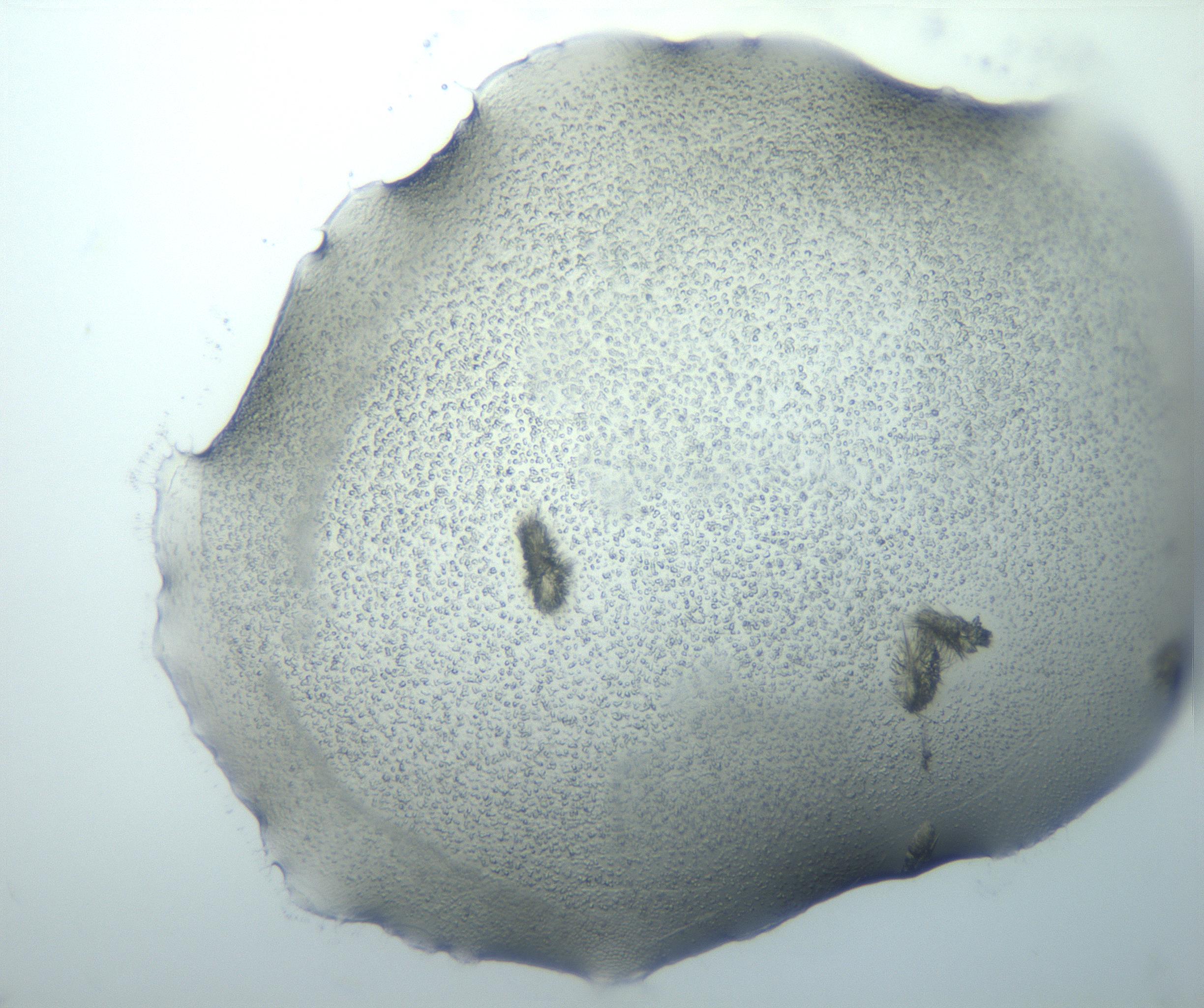 RI01_03_000_0212_Proj1_Clon1_MC_0000MC103026_002_161121_10_08_01_00_99_002_001_RAI.jpg