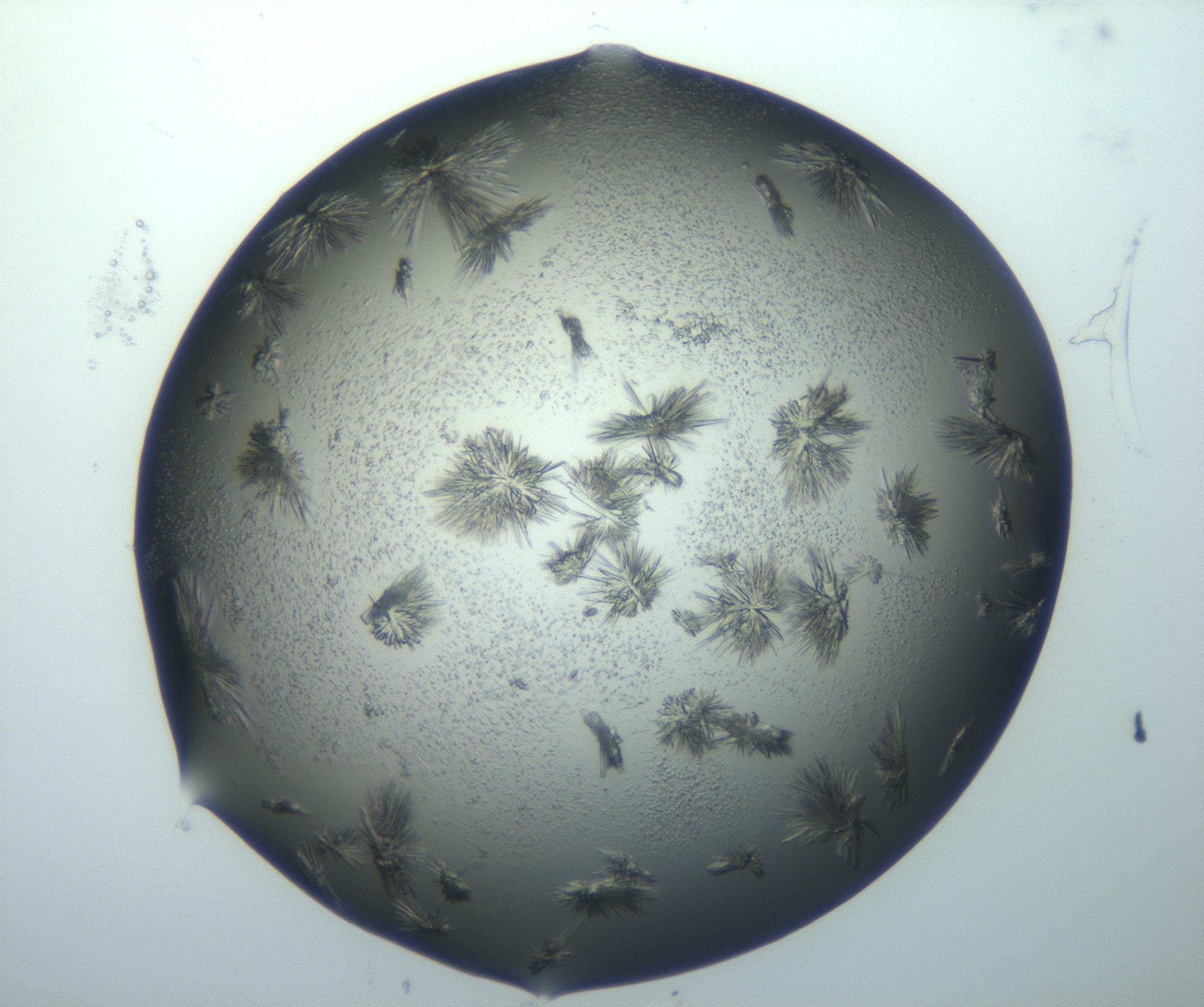 RI01_03_000_0212_Proj1_Clon1_MC_0000MC103026_002_161121_10_08_02_00_99_002_001_RAI.jpg