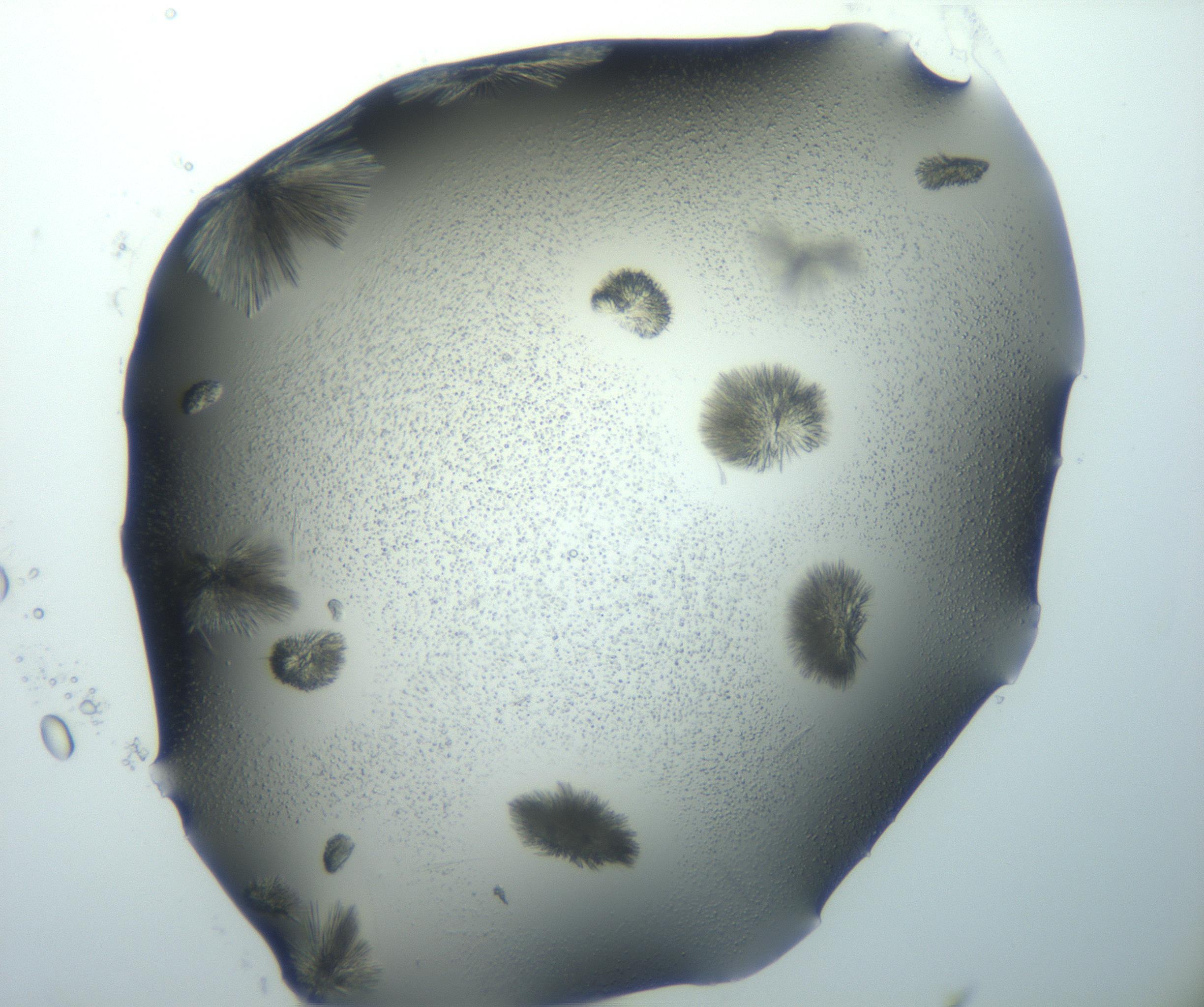 RI01_03_000_0212_Proj1_Clon1_MC_0000MC103026_002_161121_11_02_02_00_99_002_001_RAI.jpg