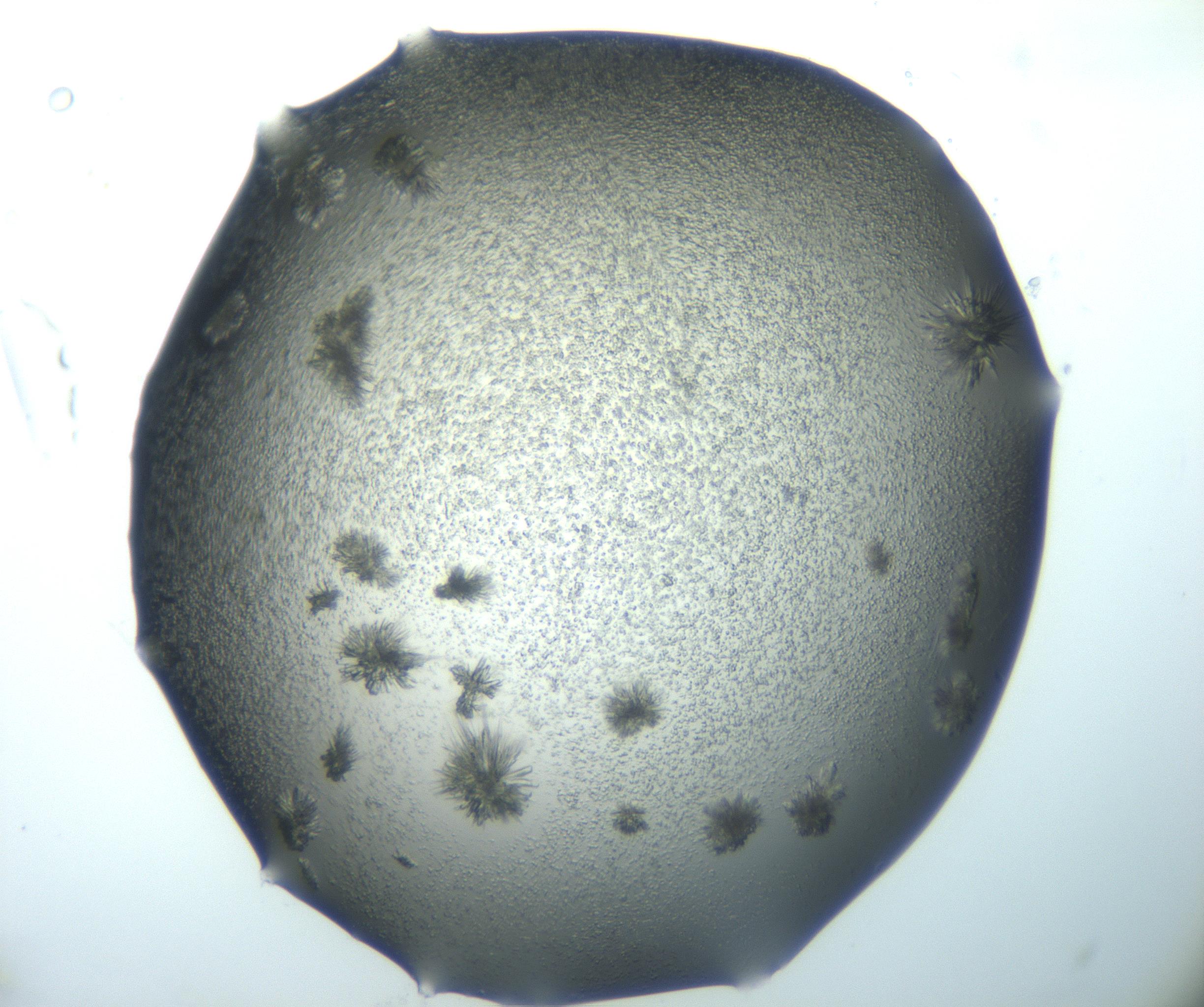 RI01_03_000_0212_Proj1_Clon1_MC_0000MC103026_002_161121_11_04_02_00_99_002_001_RAI.jpg