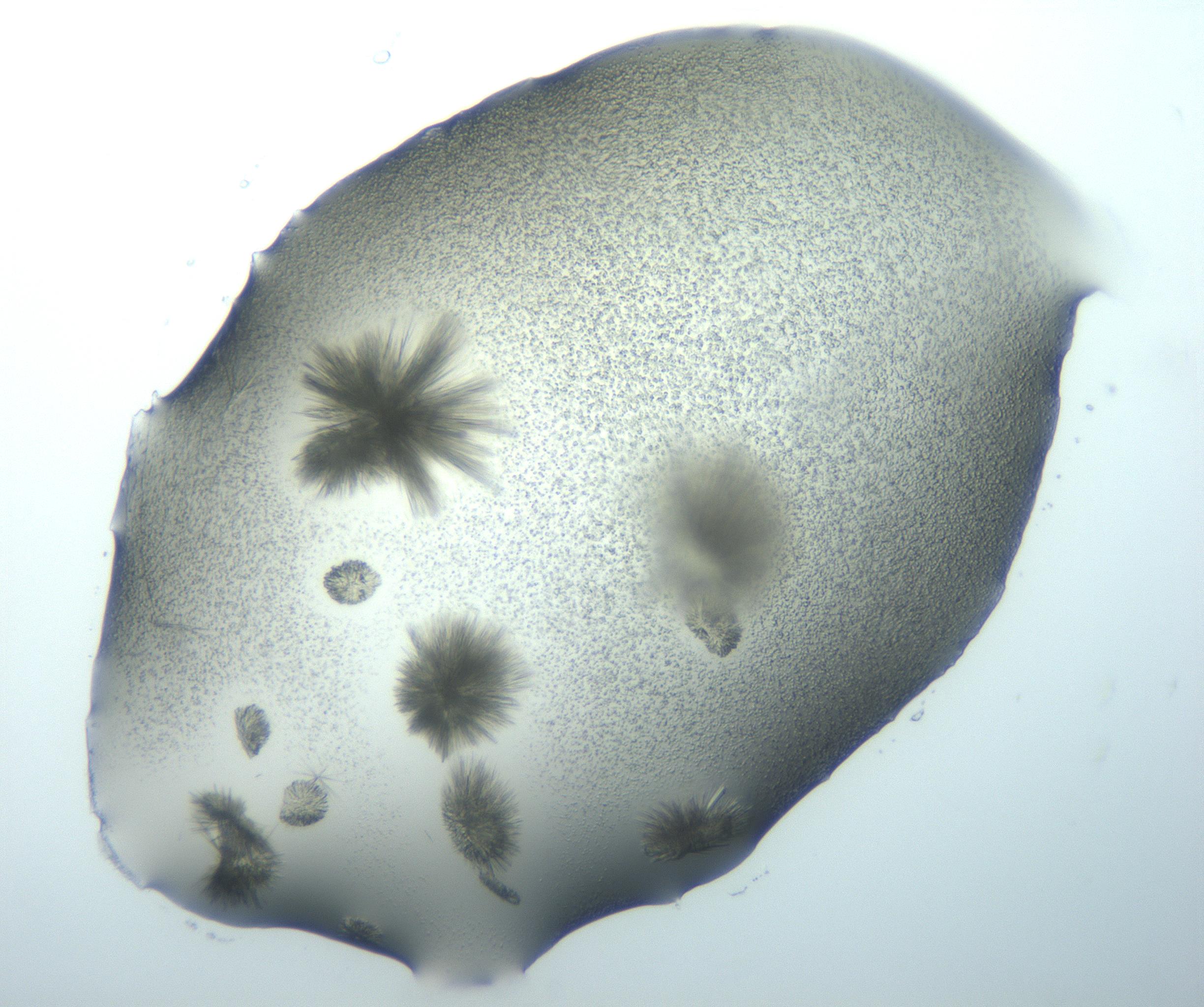 RI01_03_000_0212_Proj1_Clon1_MC_0000MC103026_002_161121_11_07_01_00_99_002_001_RAI.jpg