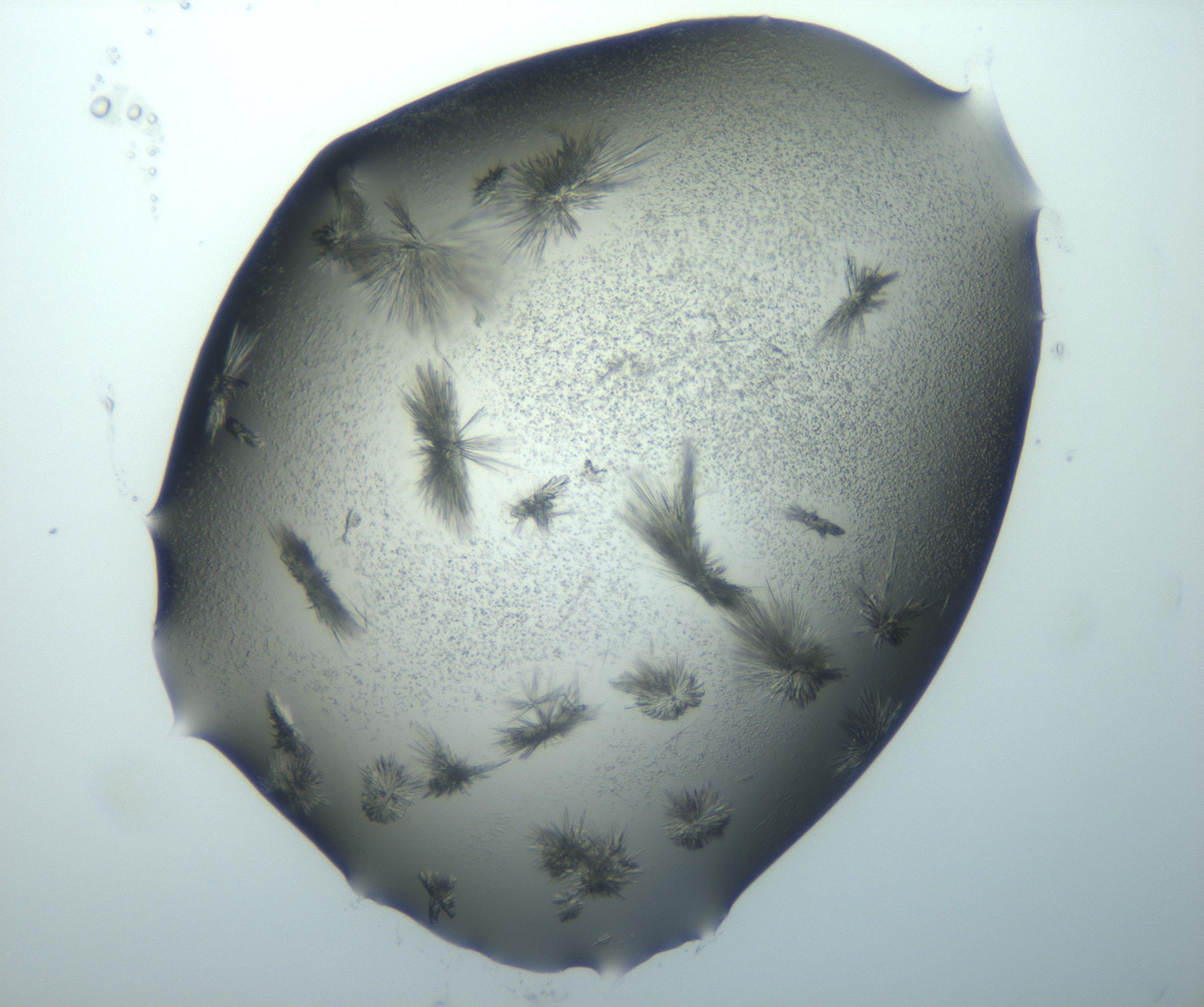 RI01_03_000_0212_Proj1_Clon1_MC_0000MC103026_002_161121_11_07_02_00_99_002_001_RAI.jpg