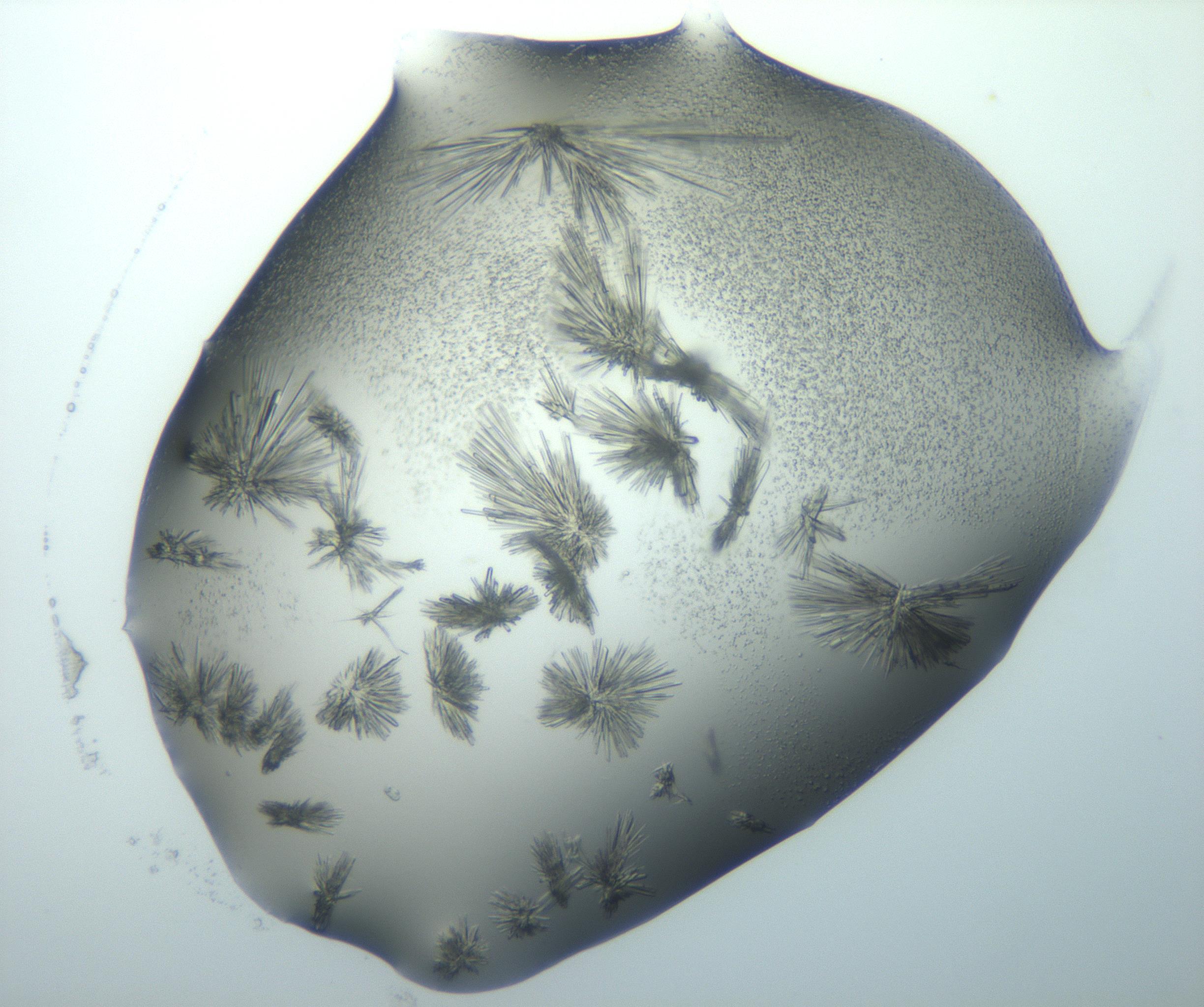 RI01_03_000_0212_Proj1_Clon1_MC_0000MC103026_002_161121_11_08_01_00_99_002_001_RAI.jpg