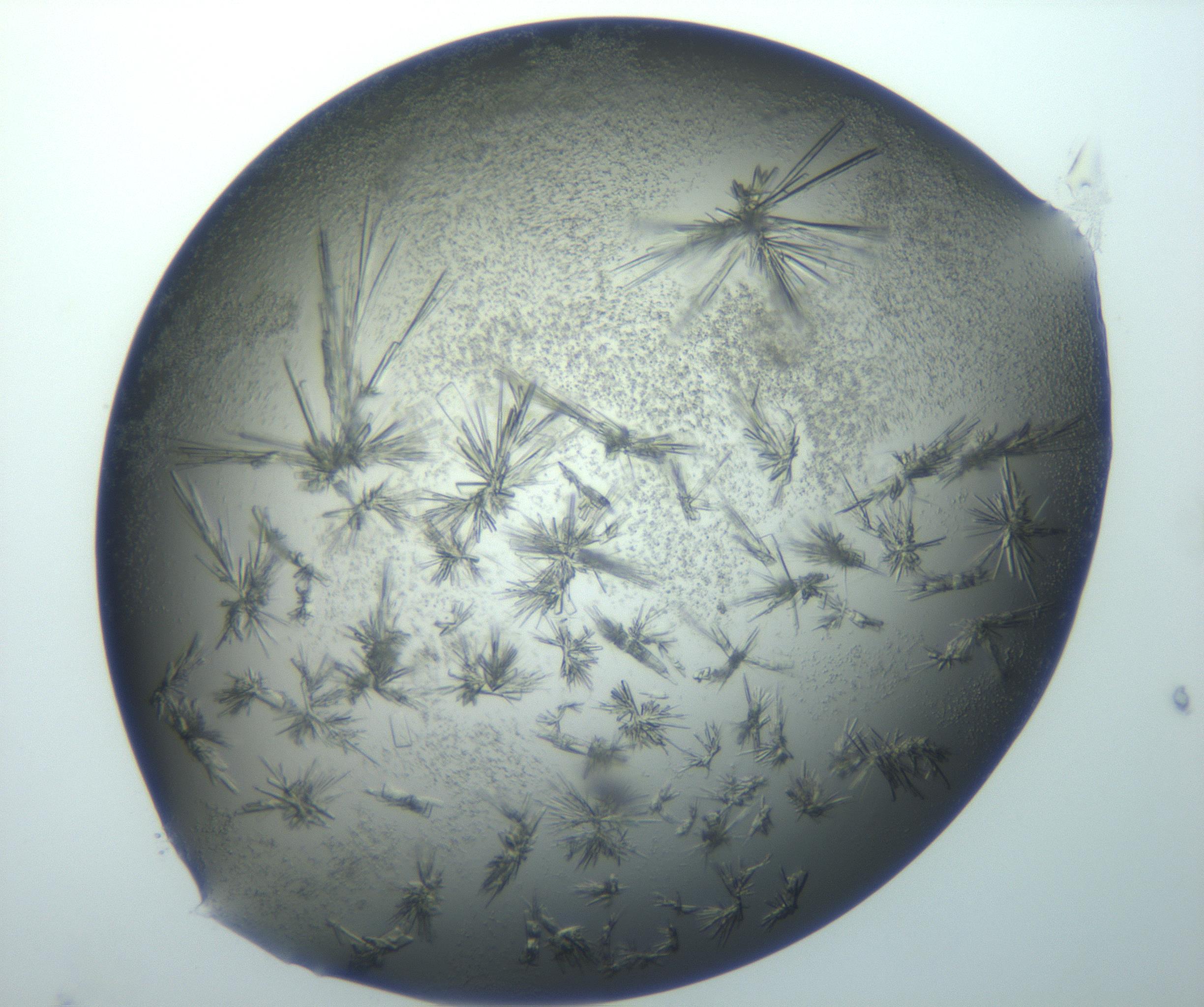 RI01_03_000_0212_Proj1_Clon1_MC_0000MC103026_002_161121_11_08_02_00_99_002_001_RAI.jpg