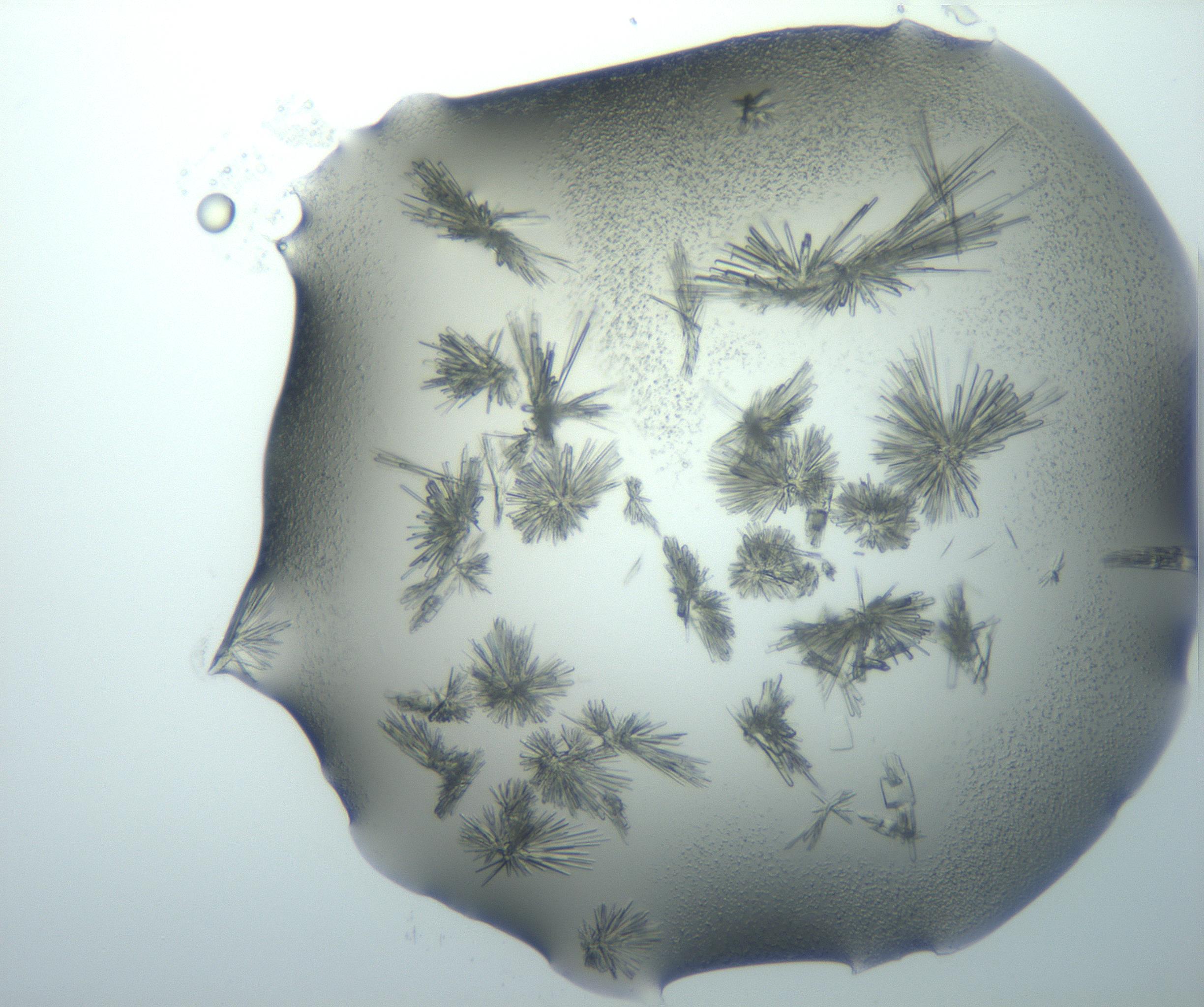 RI01_03_000_0212_Proj1_Clon1_MC_0000MC103026_002_161121_12_01_01_00_99_002_001_RAI.jpg