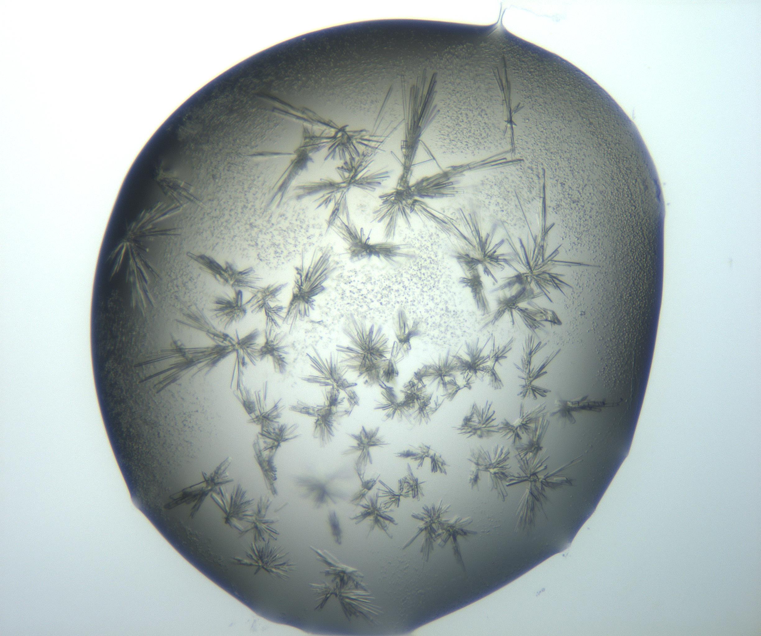 RI01_03_000_0212_Proj1_Clon1_MC_0000MC103026_002_161121_12_01_02_00_99_002_001_RAI.jpg