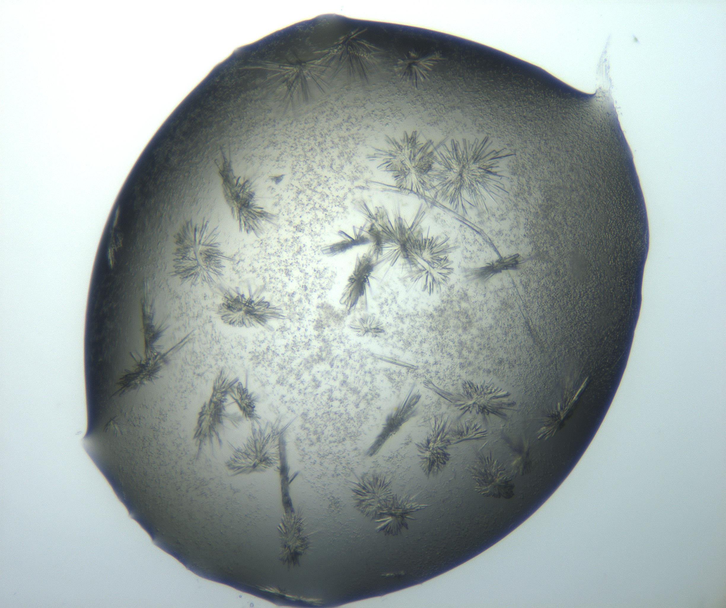 RI01_03_000_0212_Proj1_Clon1_MC_0000MC103026_002_161121_12_03_02_00_99_002_001_RAI.jpg