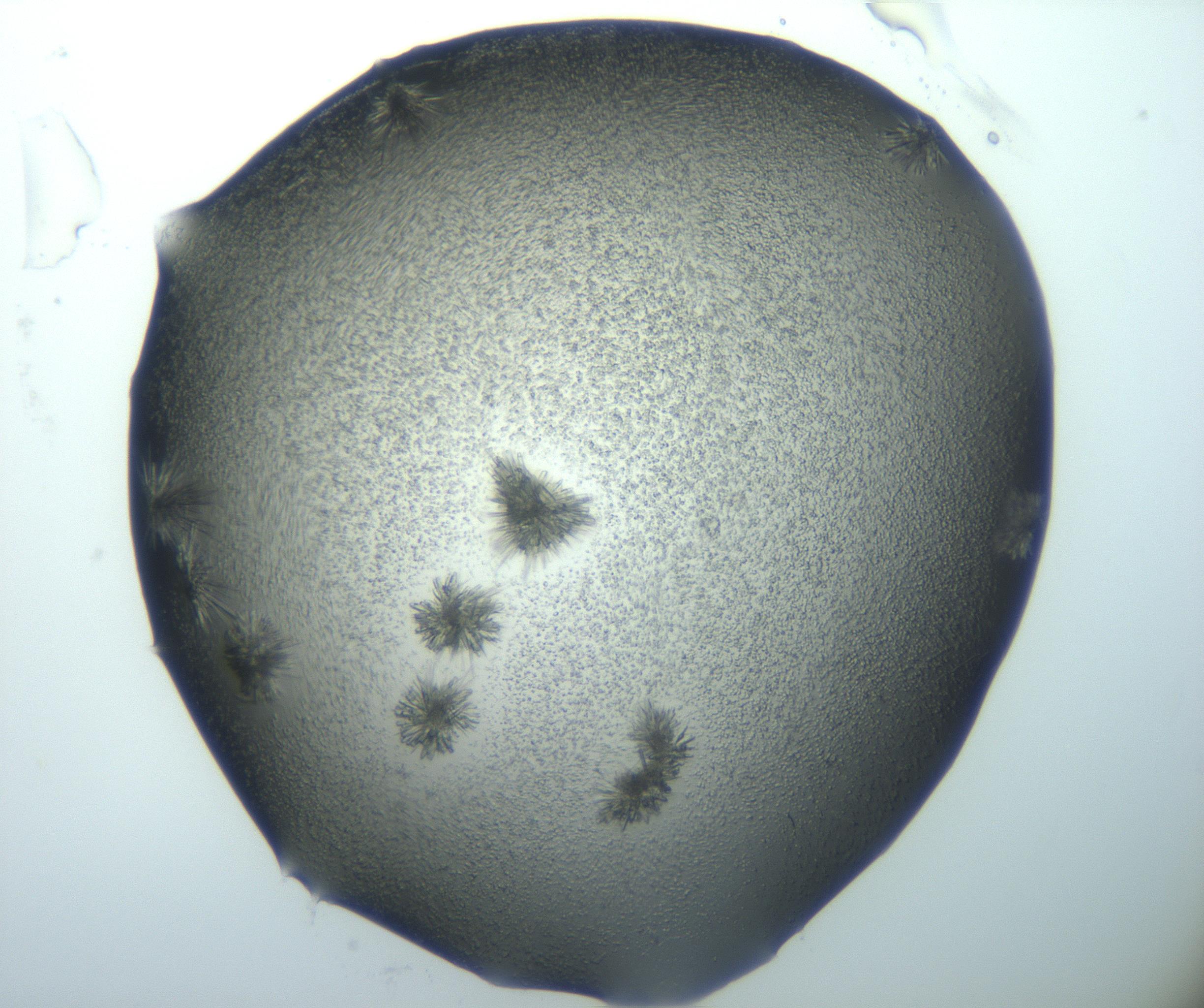 RI01_03_000_0212_Proj1_Clon1_MC_0000MC103026_002_161121_12_04_02_00_99_002_001_RAI.jpg