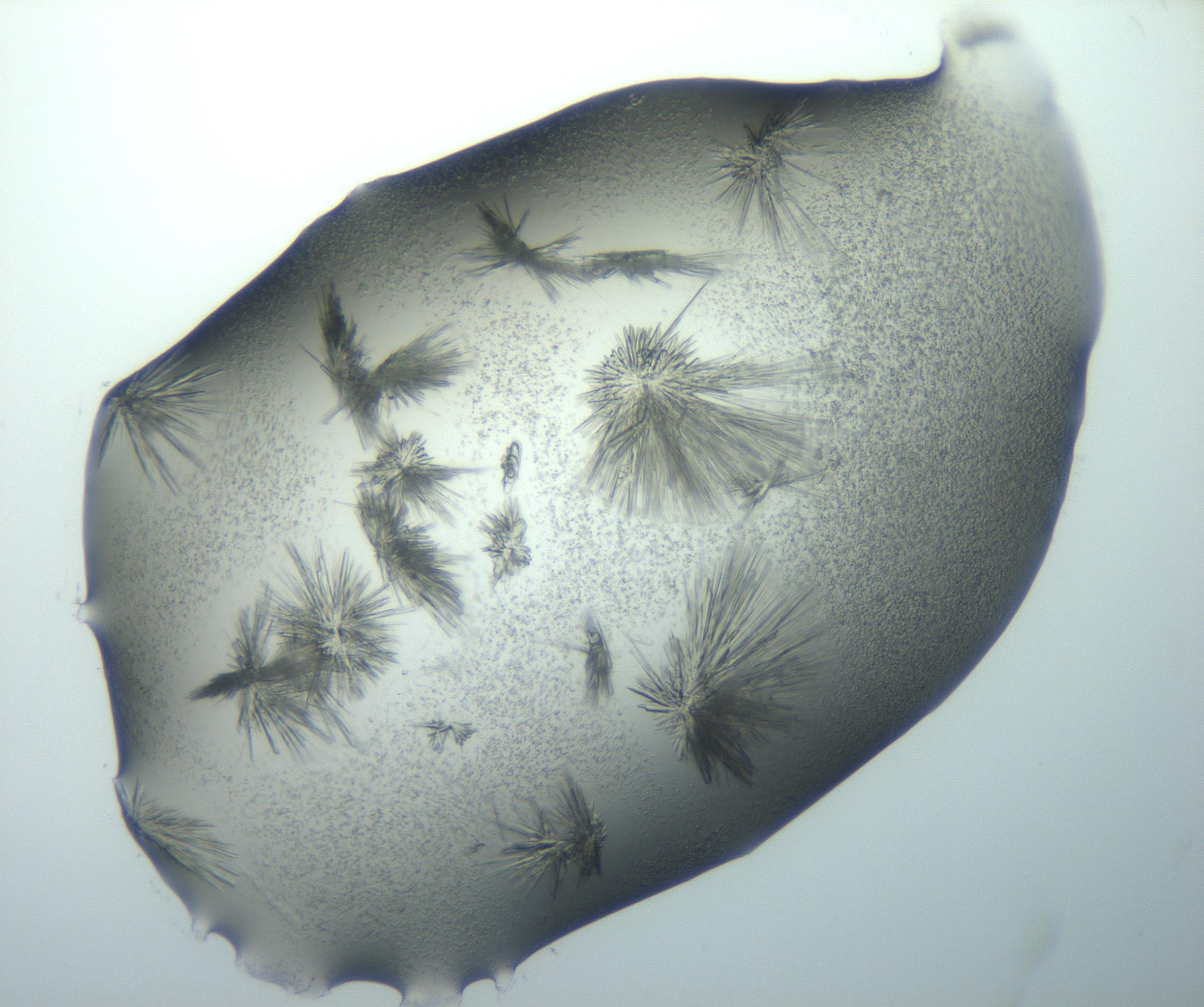 RI01_03_000_0212_Proj1_Clon1_MC_0000MC103026_002_161121_12_06_01_00_99_002_001_RAI.jpg