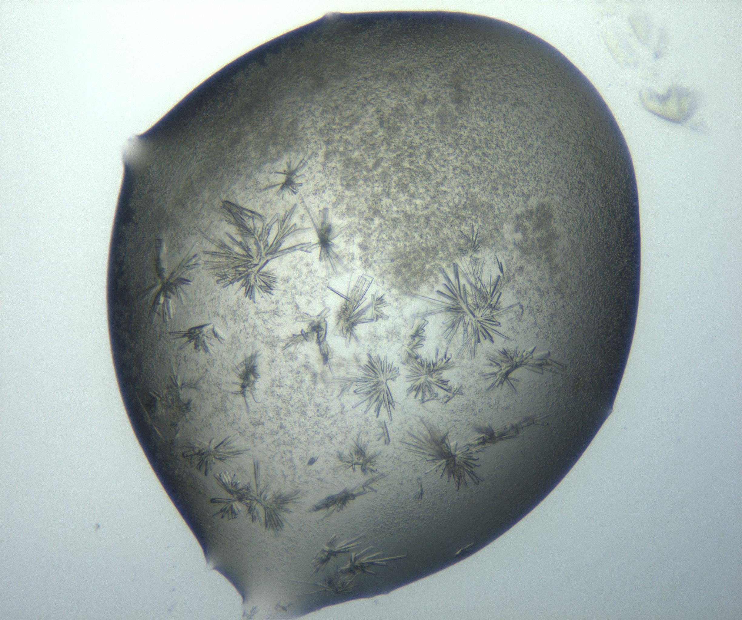 RI01_03_000_0212_Proj1_Clon1_MC_0000MC103026_002_161121_12_06_02_00_99_002_001_RAI.jpg