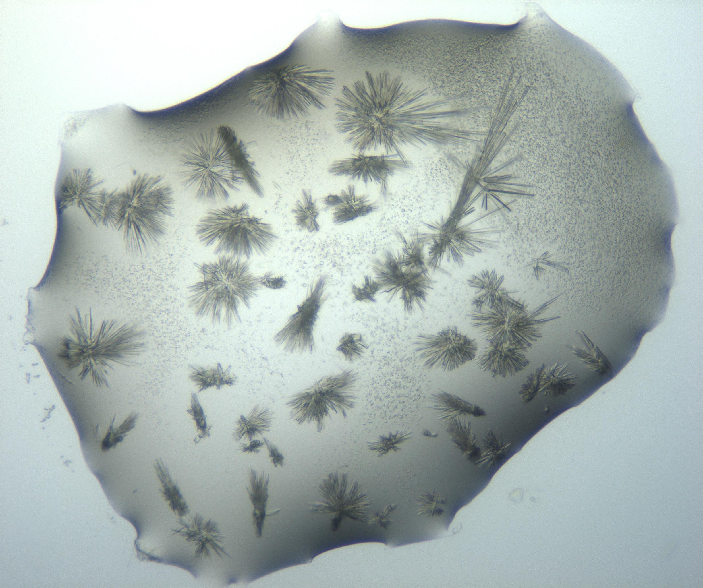 RI01_03_000_0212_Proj1_Clon1_MC_0000MC103026_002_161121_12_08_01_00_99_002_001_RAI.jpg