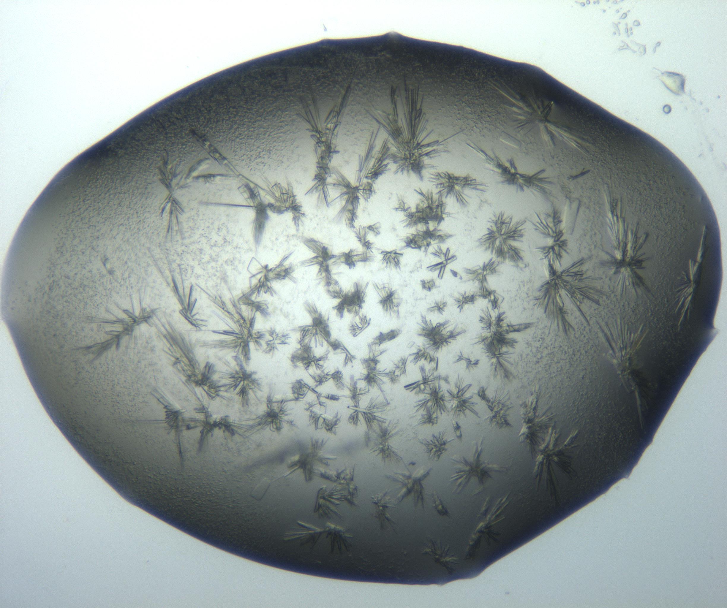 RI01_03_000_0212_Proj1_Clon1_MC_0000MC103026_002_161121_12_08_02_00_99_002_001_RAI.jpg
